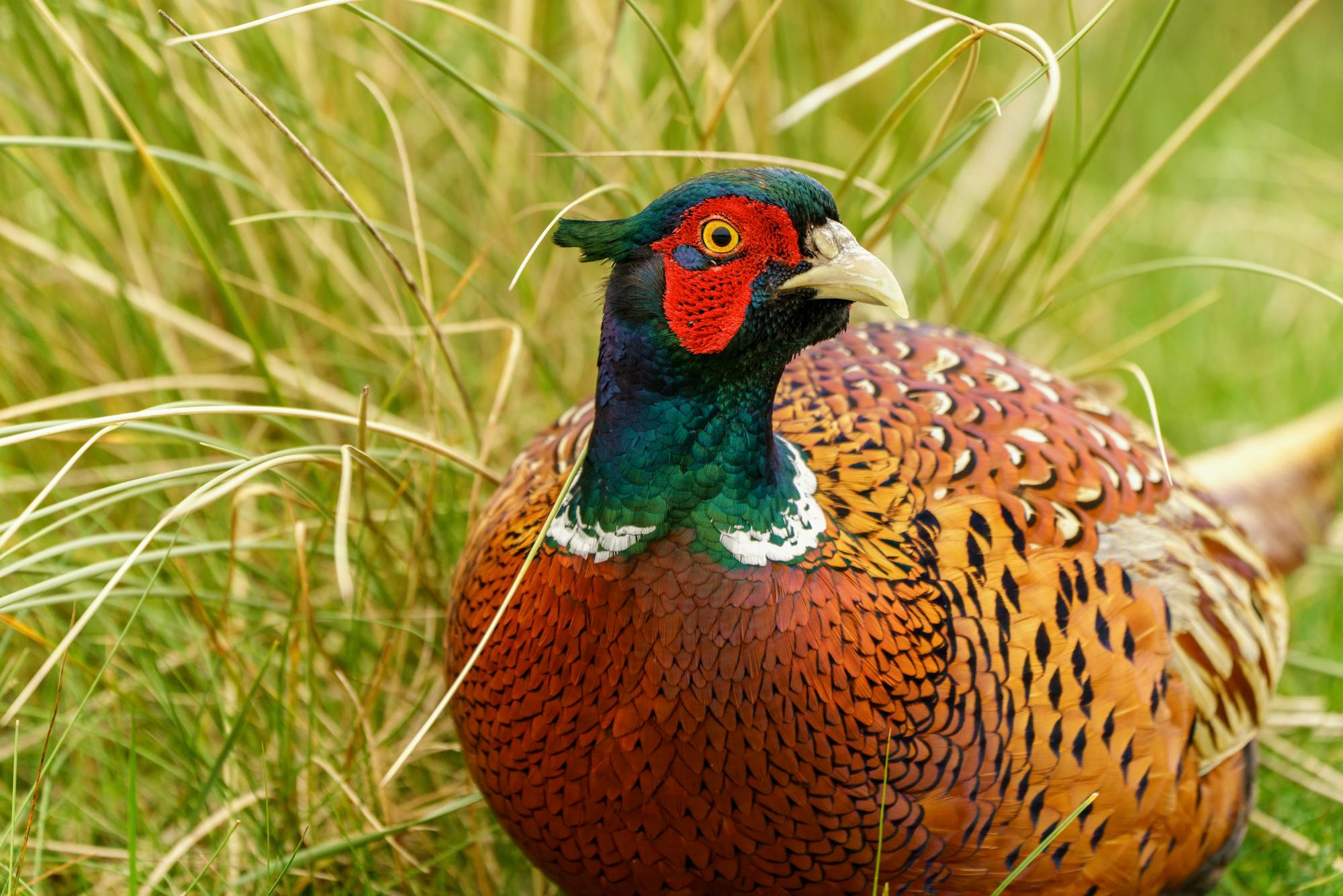 Placeholder Image Example