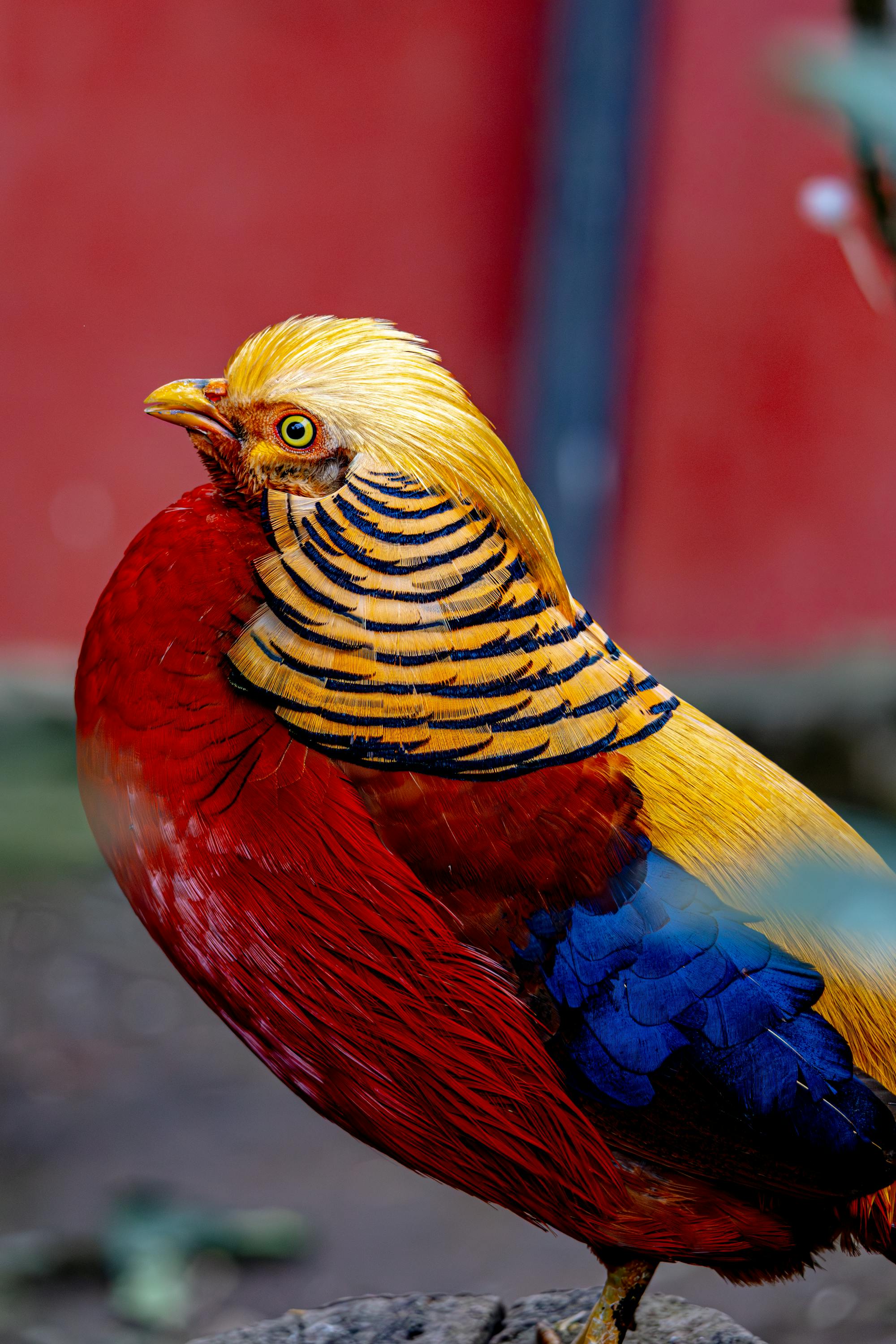 Placeholder Image Example