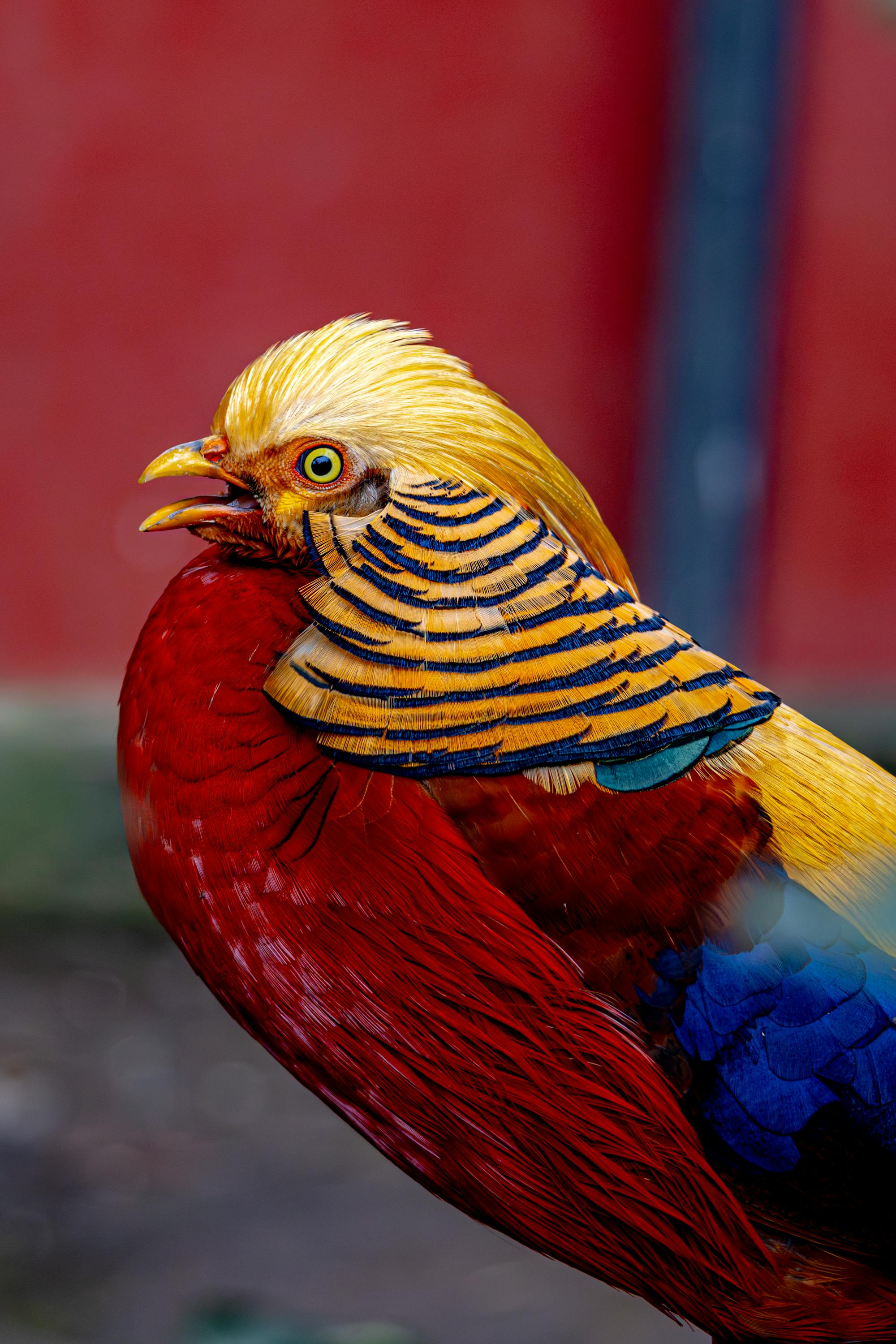 Placeholder Image Example