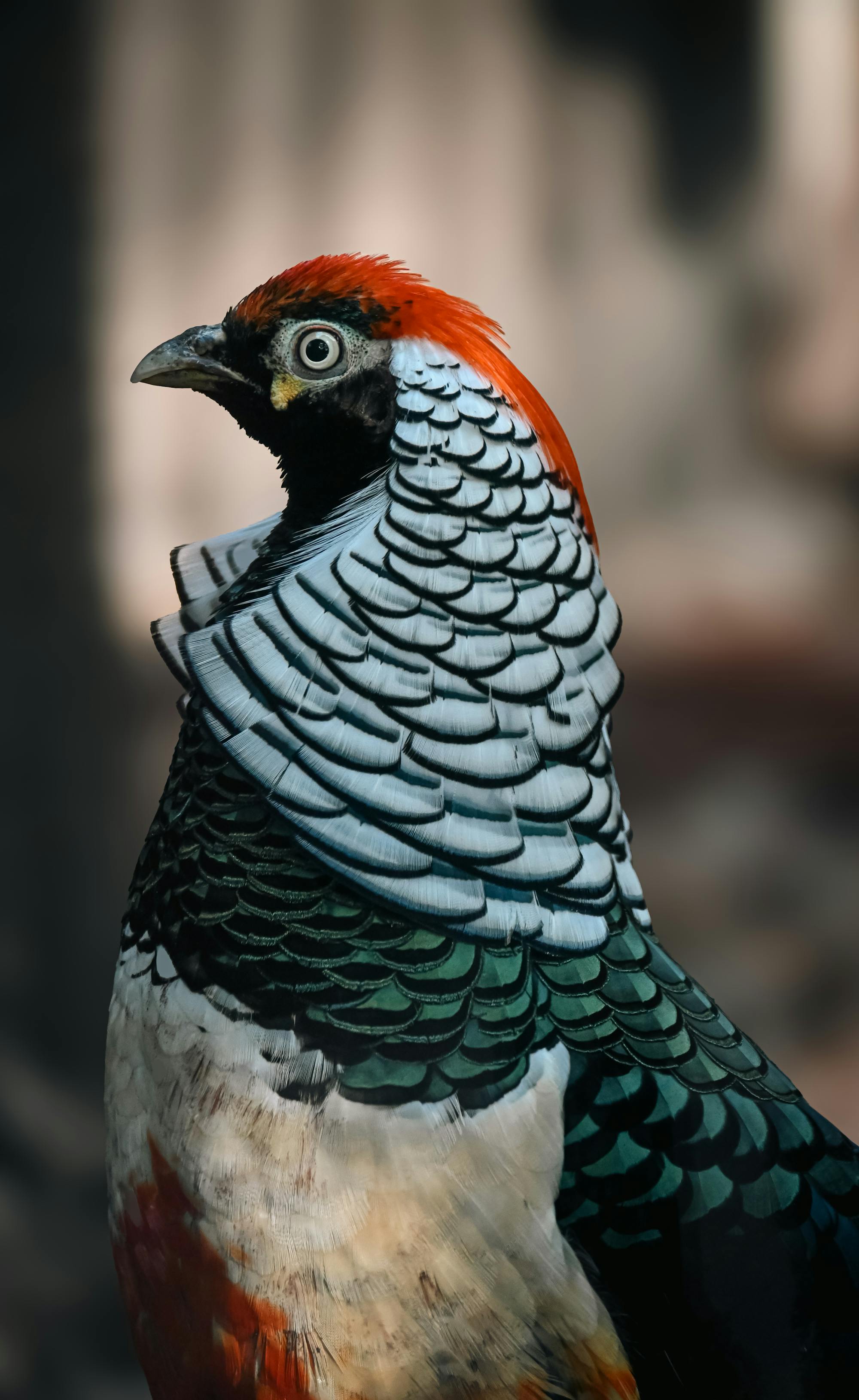 Placeholder Image Example