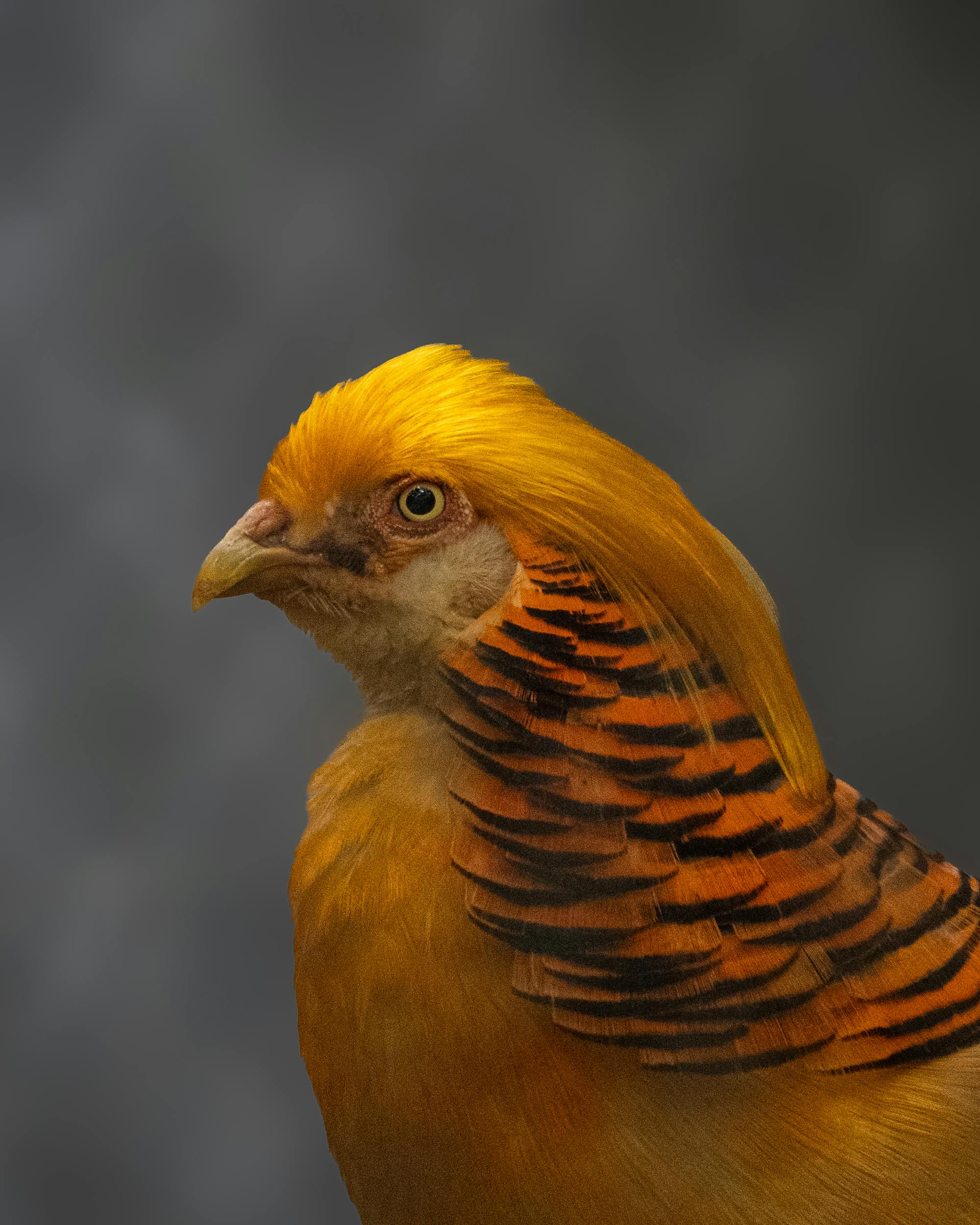 Placeholder Image Example