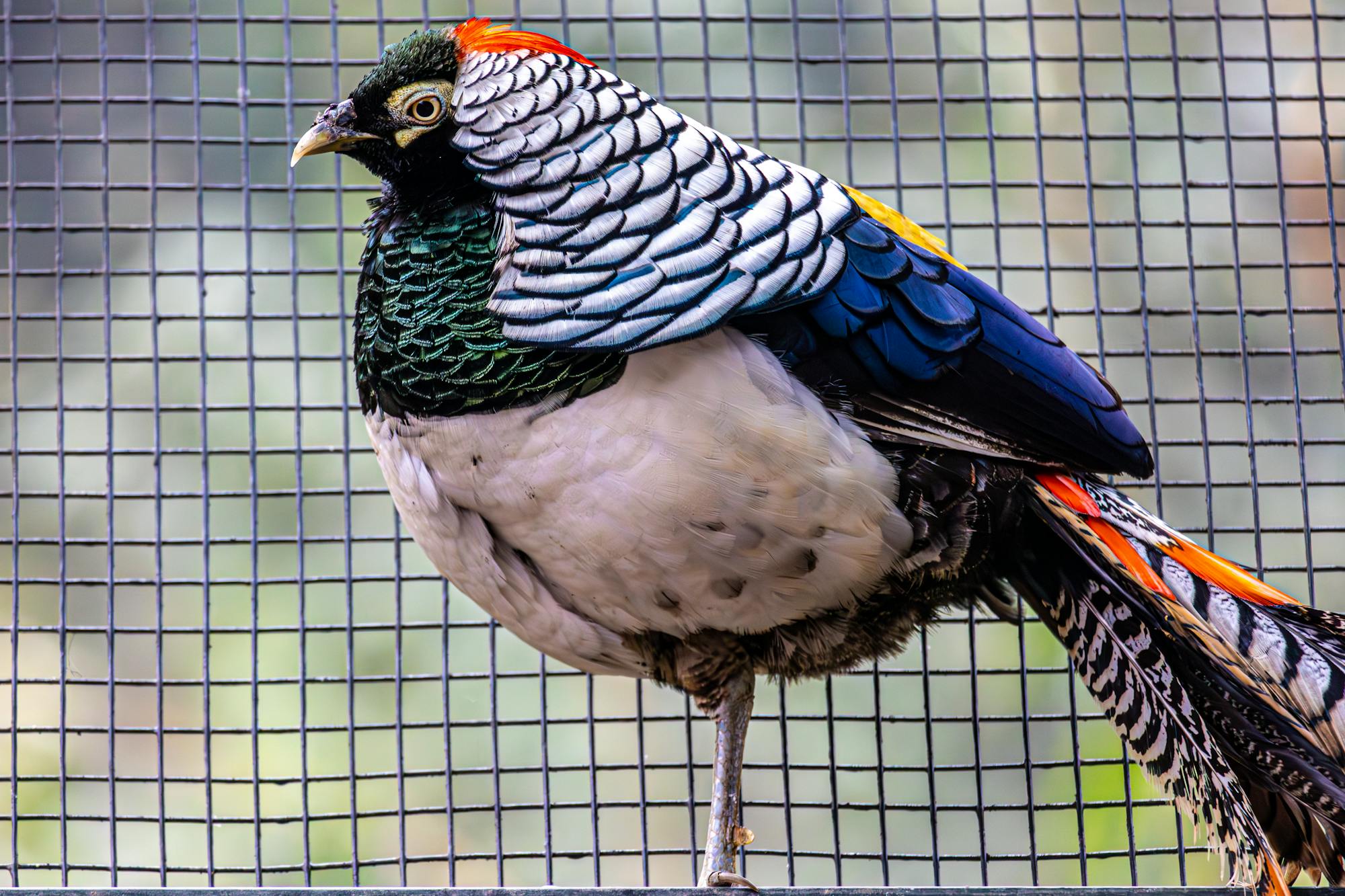 Placeholder Image Example