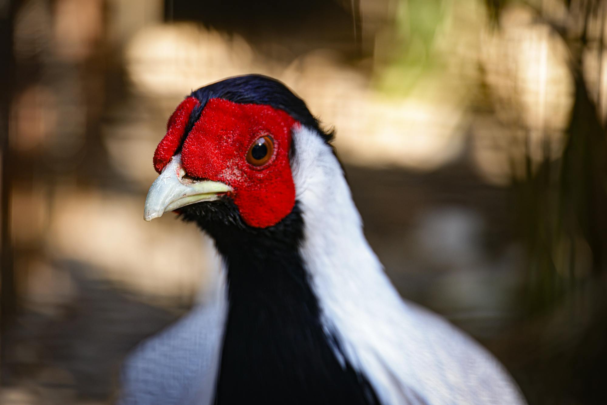 Placeholder Image Example