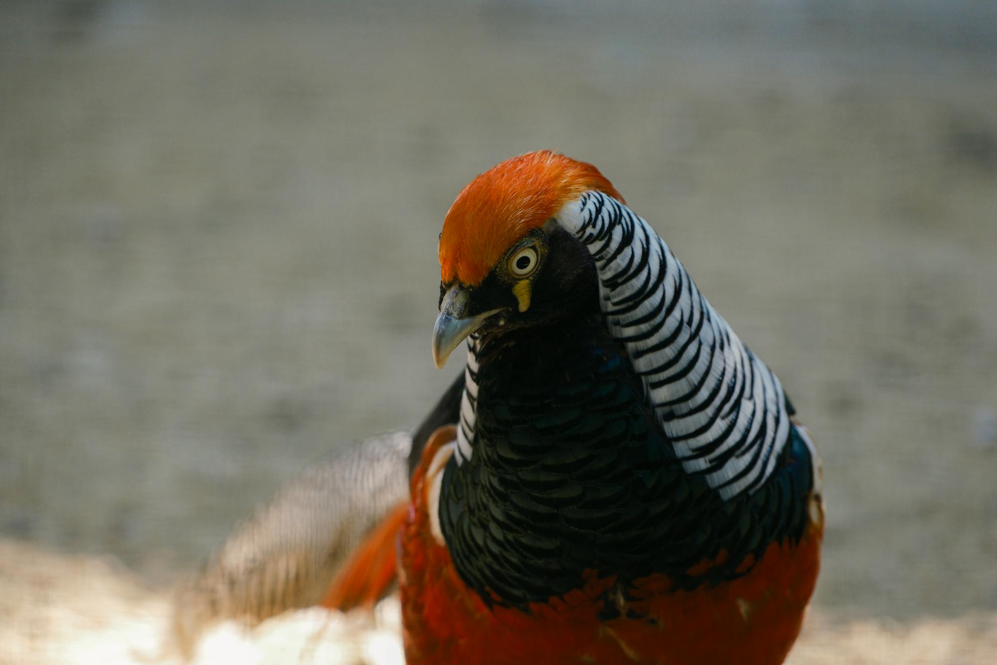 Placeholder Image Example