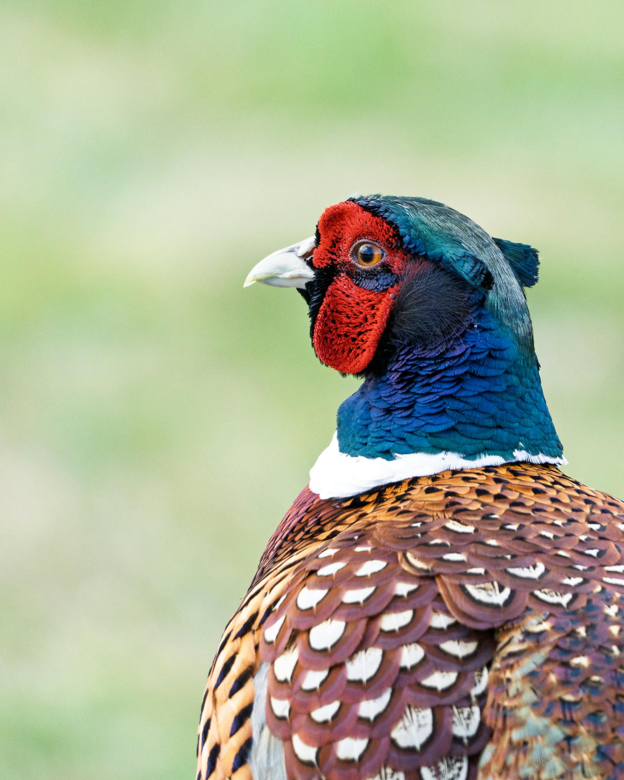 Placeholder Image Example