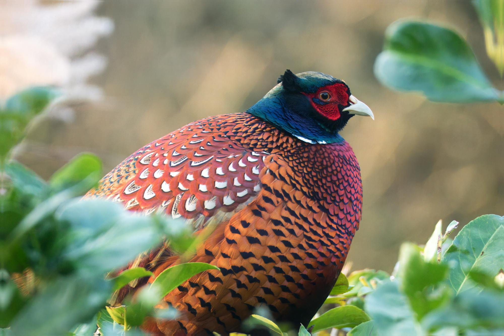 Placeholder Image Example