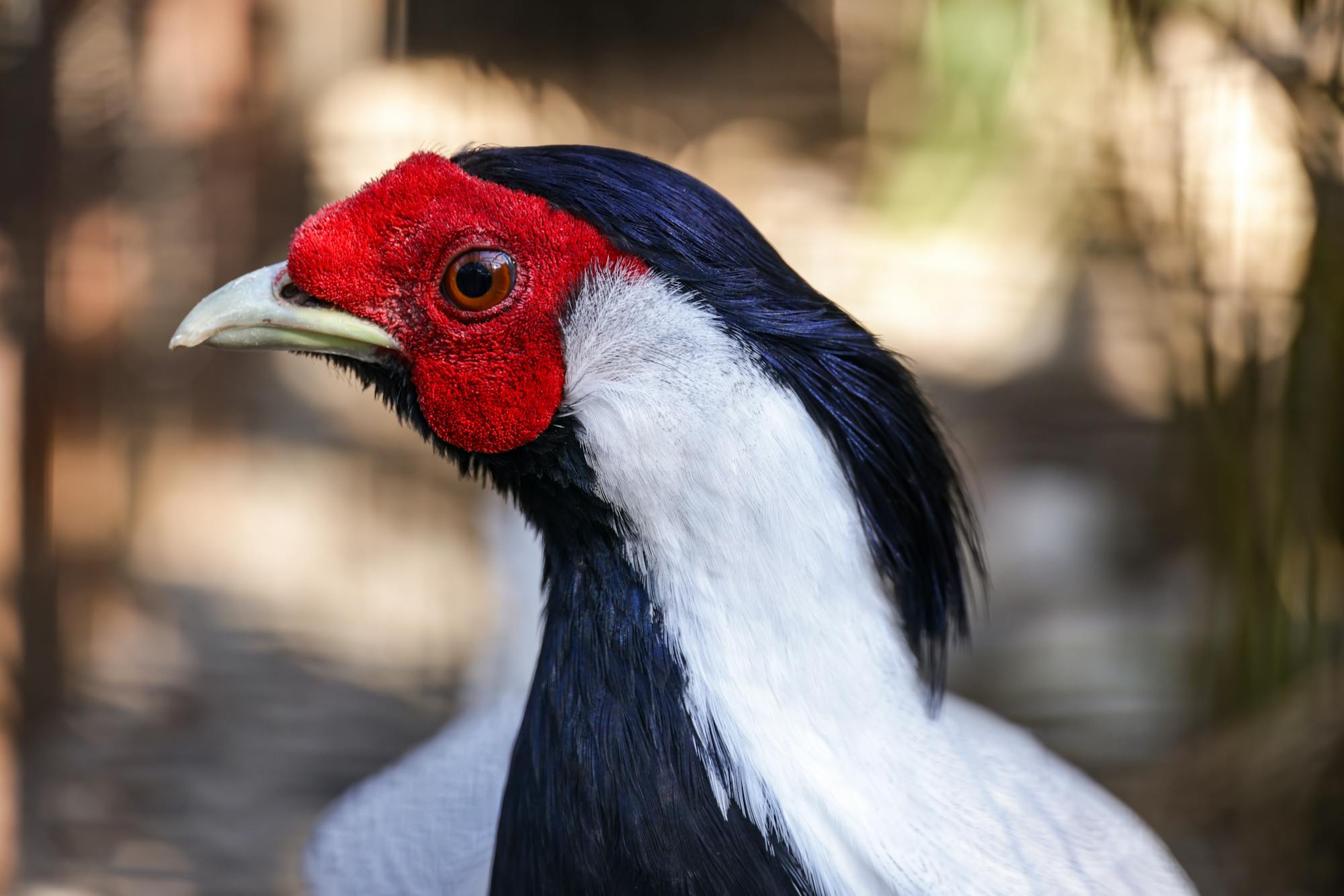 Placeholder Image Example