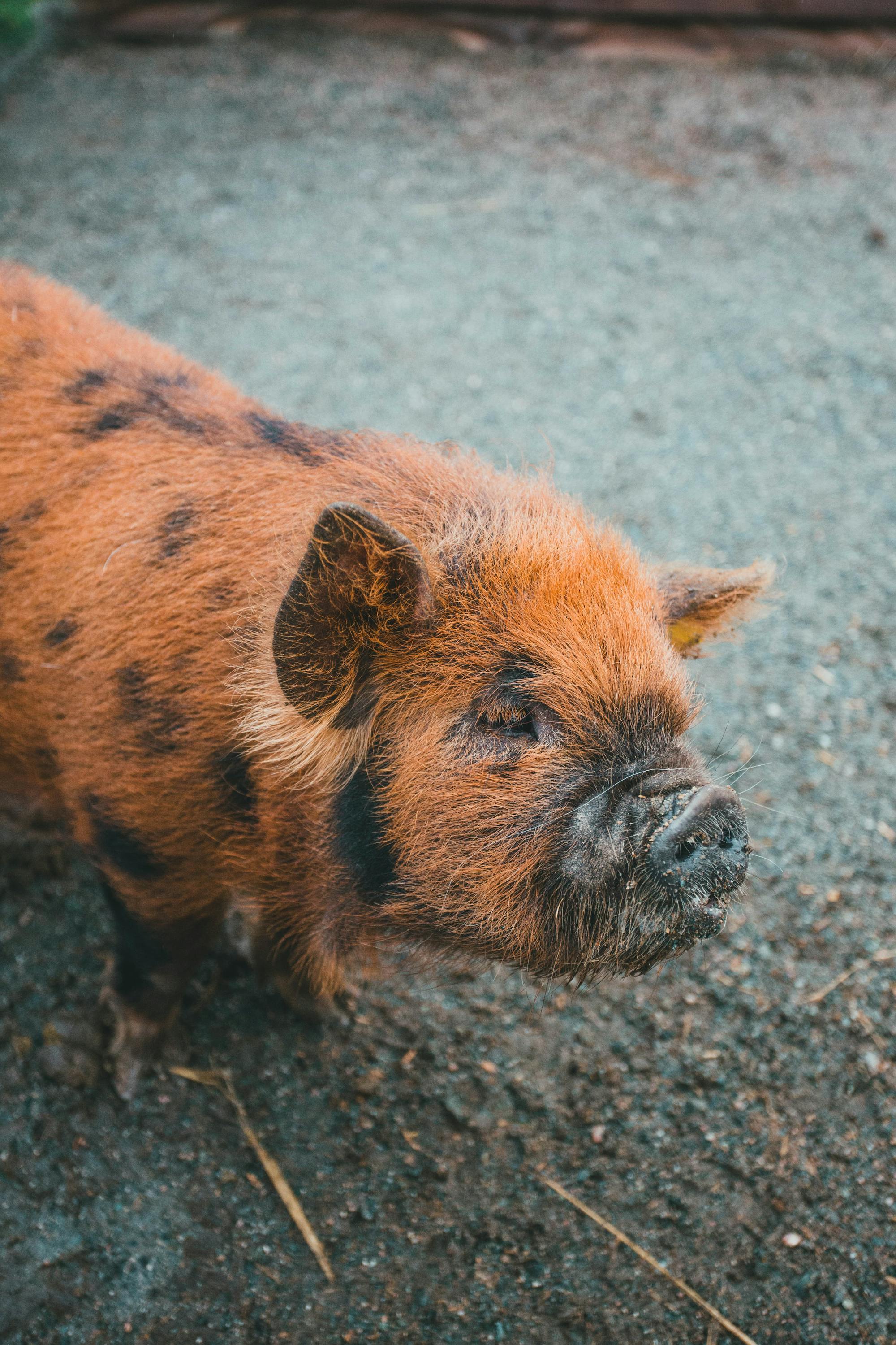 Placeholder Image Example