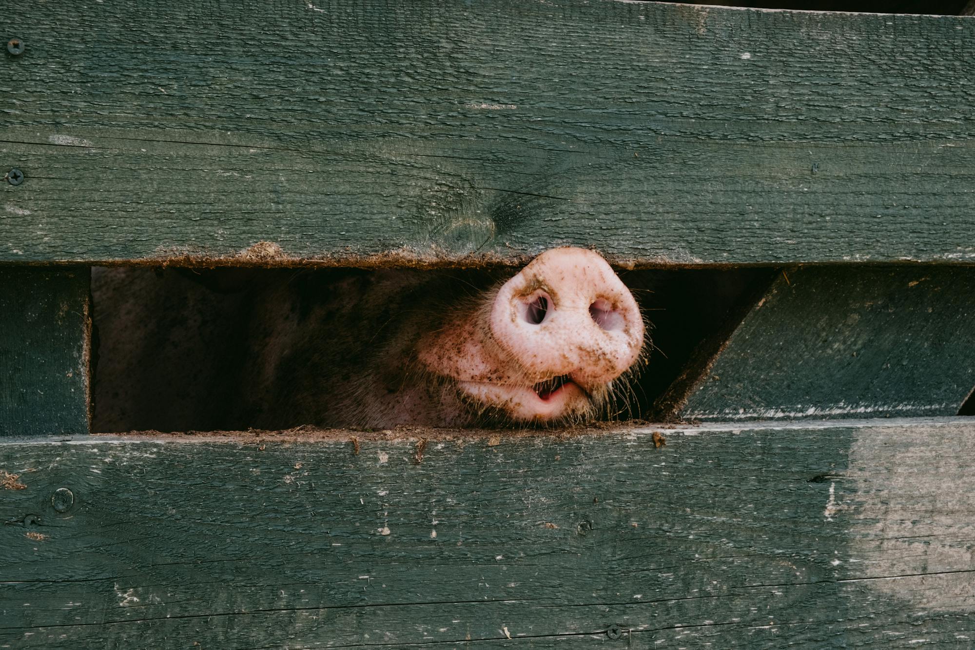 Placeholder Image Example