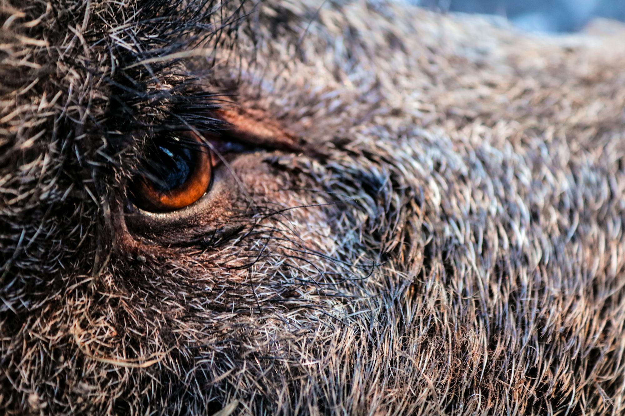 Placeholder Image Example