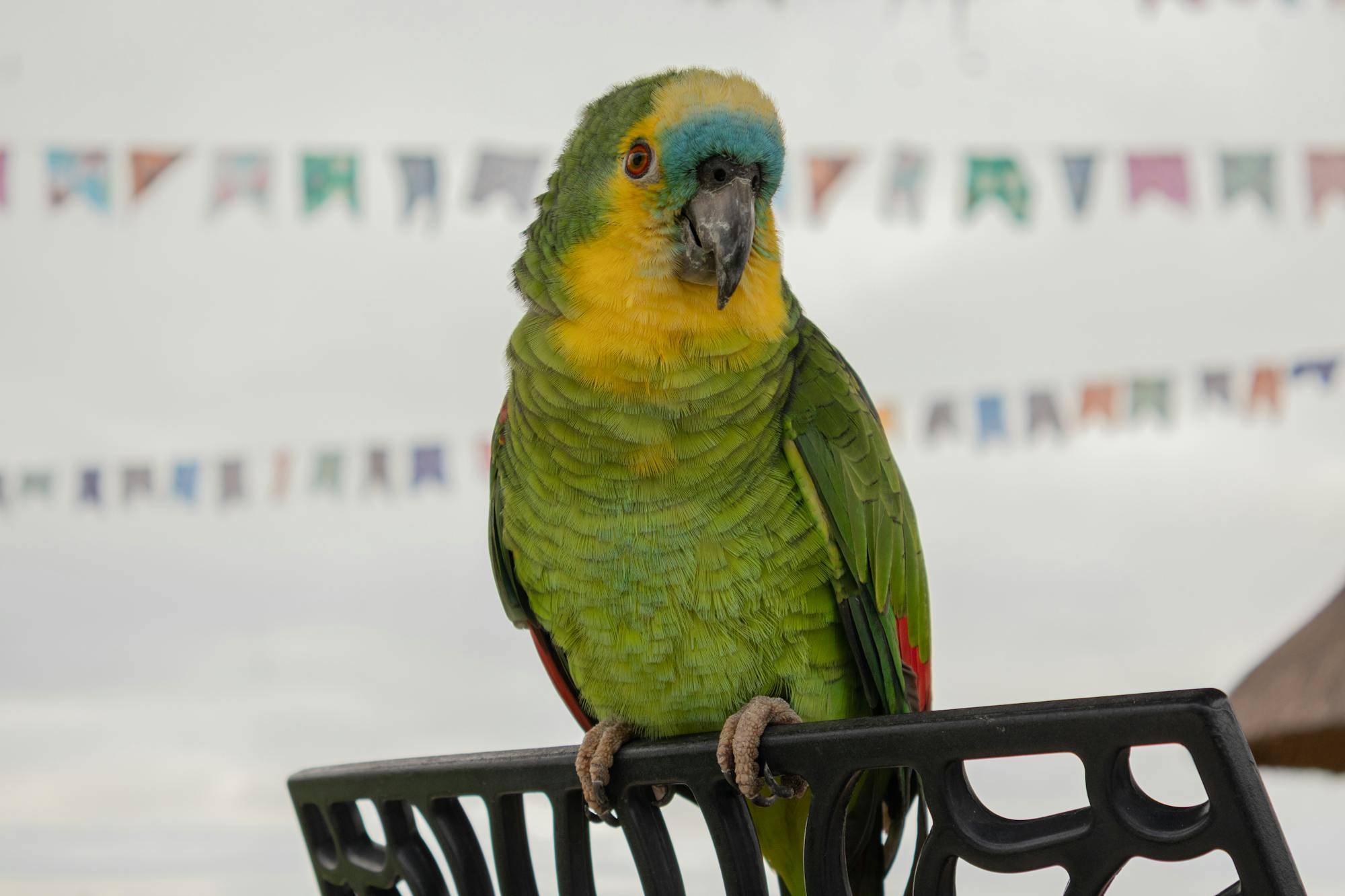 Placeholder Image Example