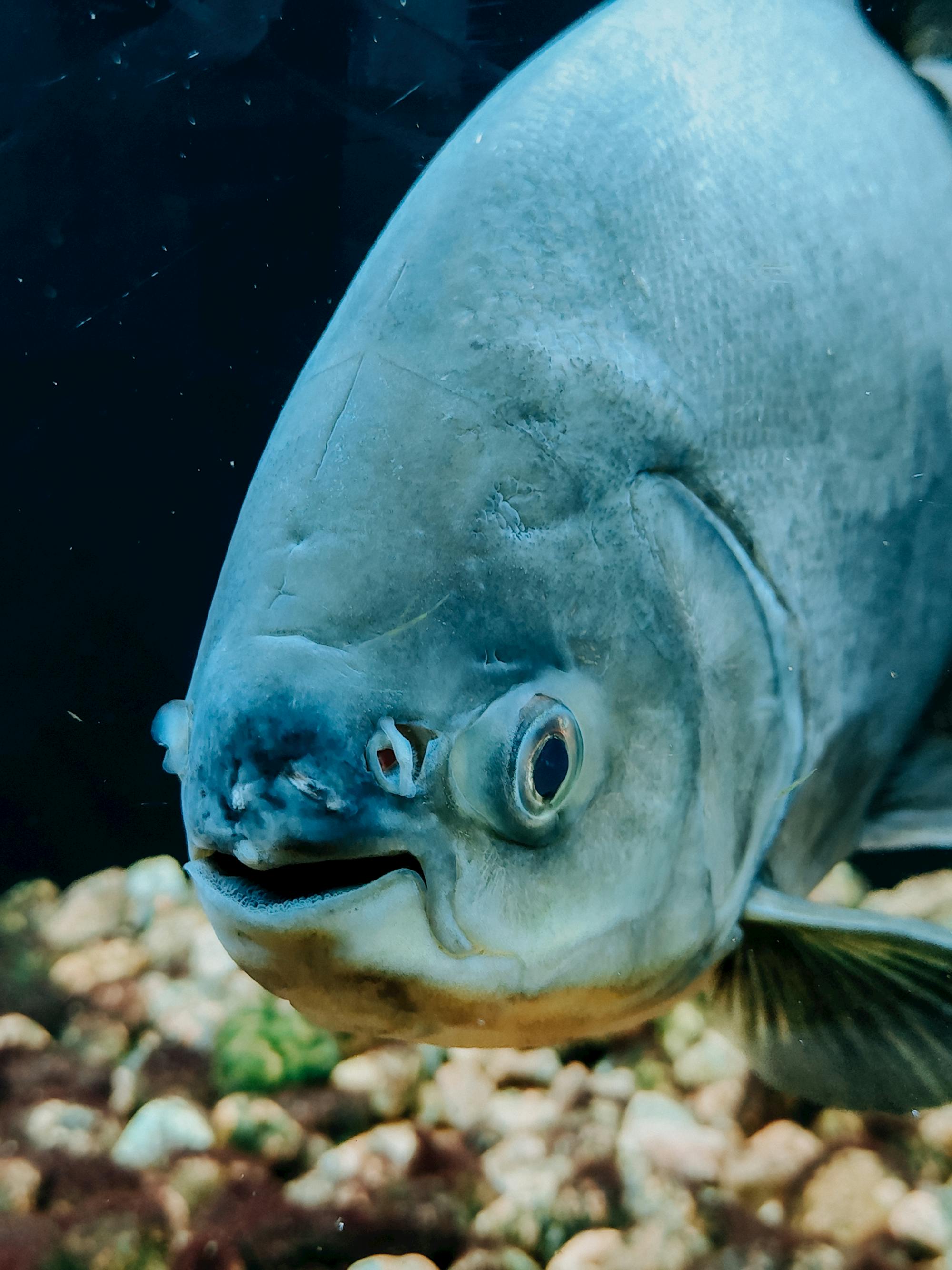 Placeholder Image Example