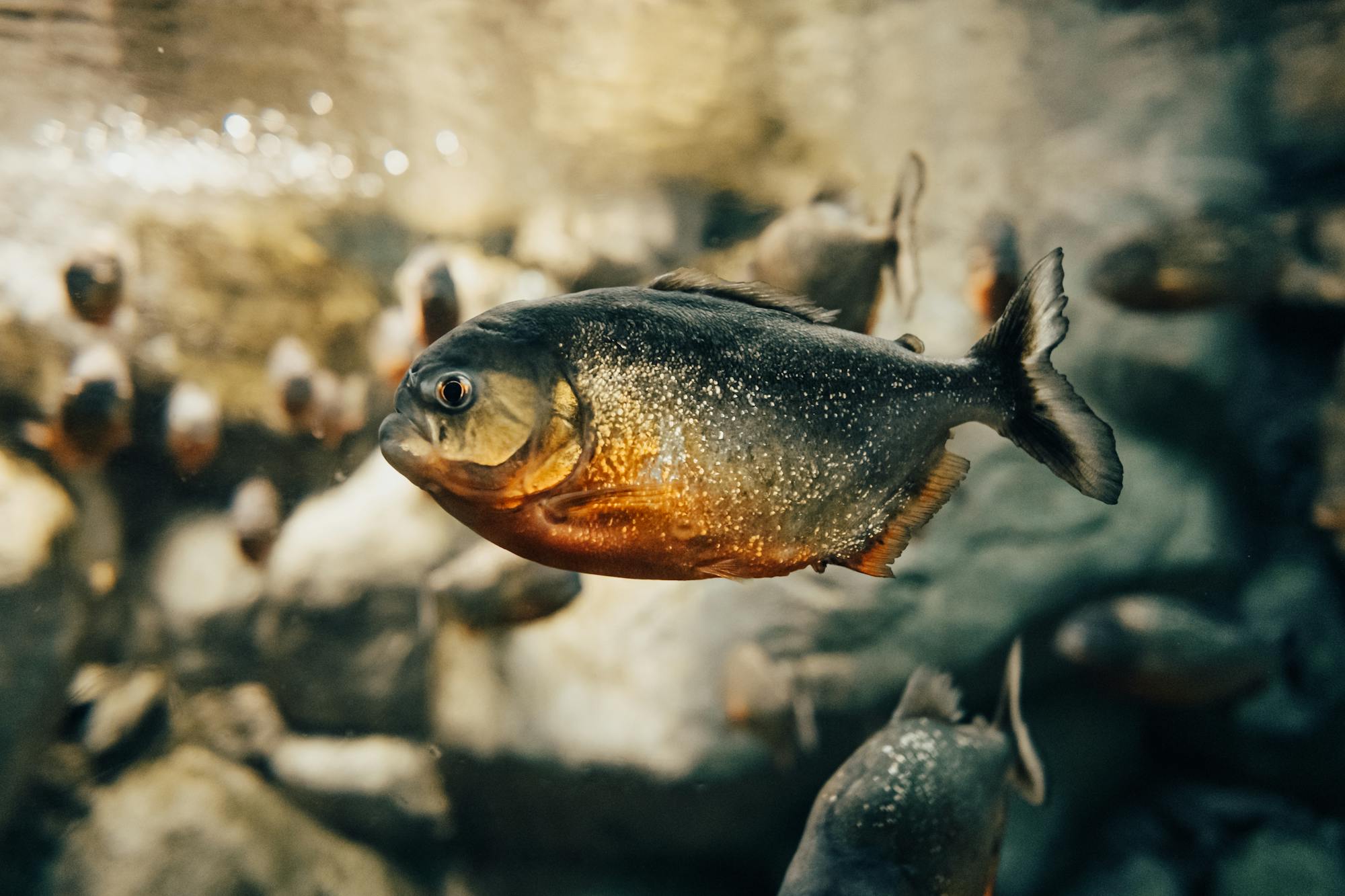 Placeholder Image Example