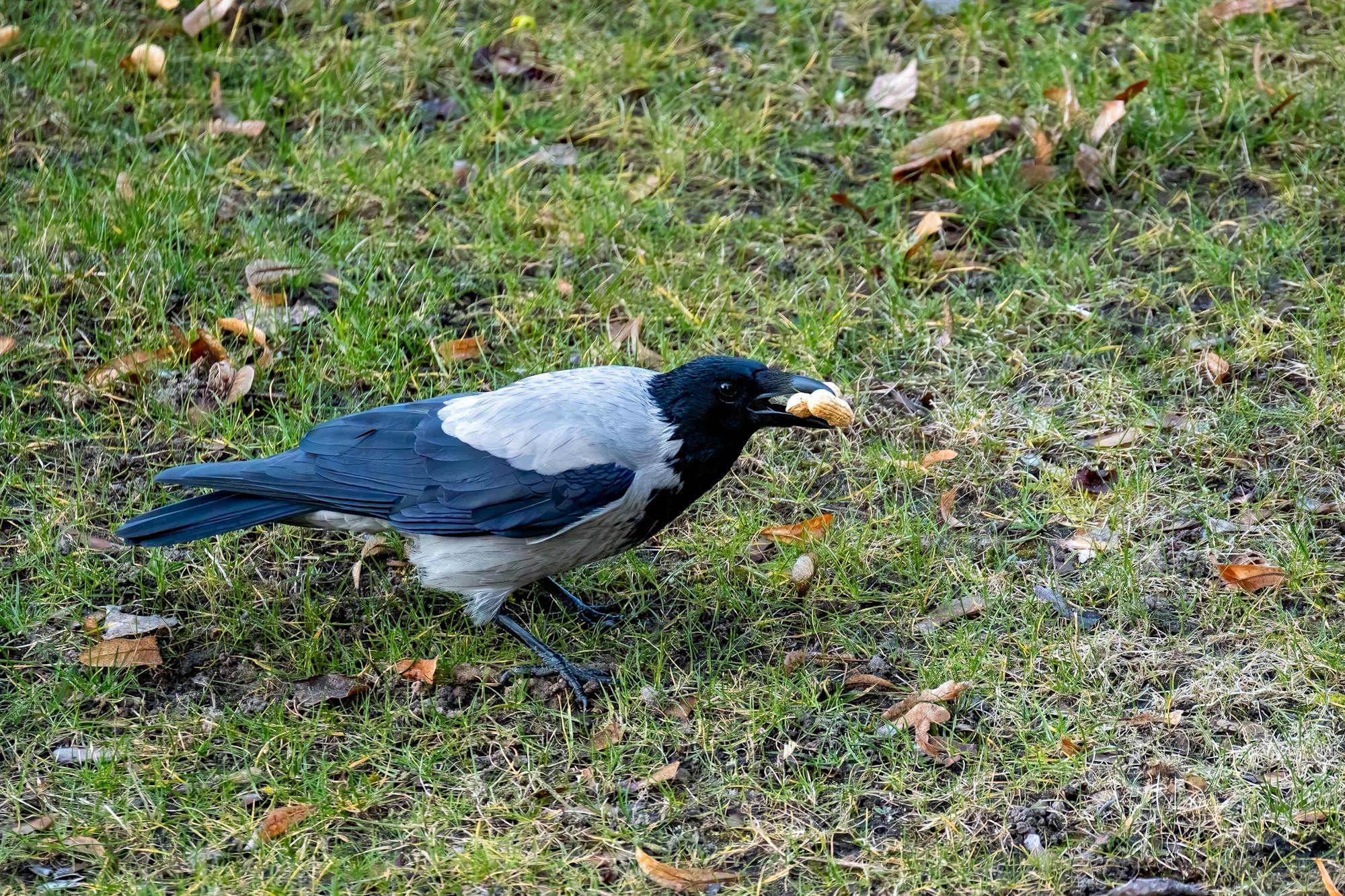 Placeholder Image Example