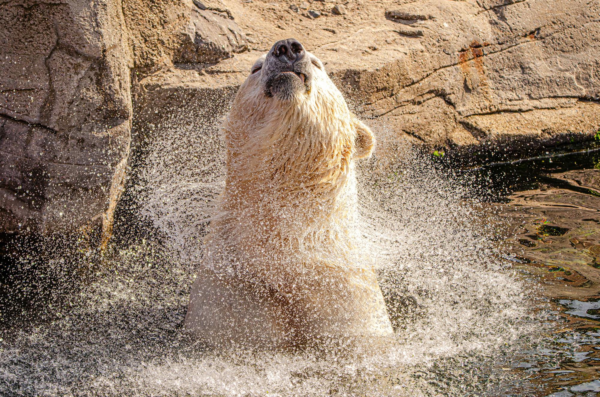 Placeholder Image Example