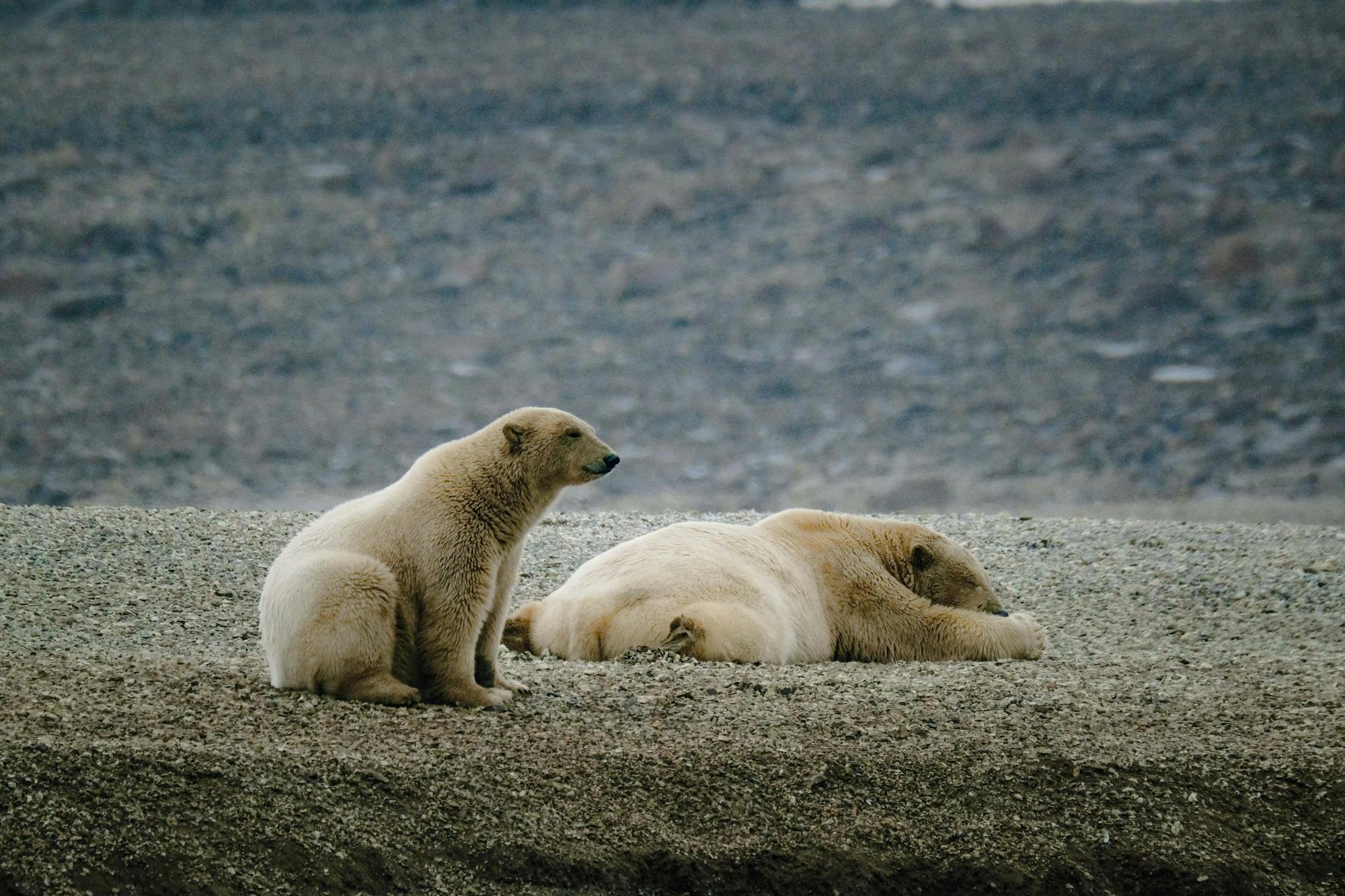 Placeholder Image Example