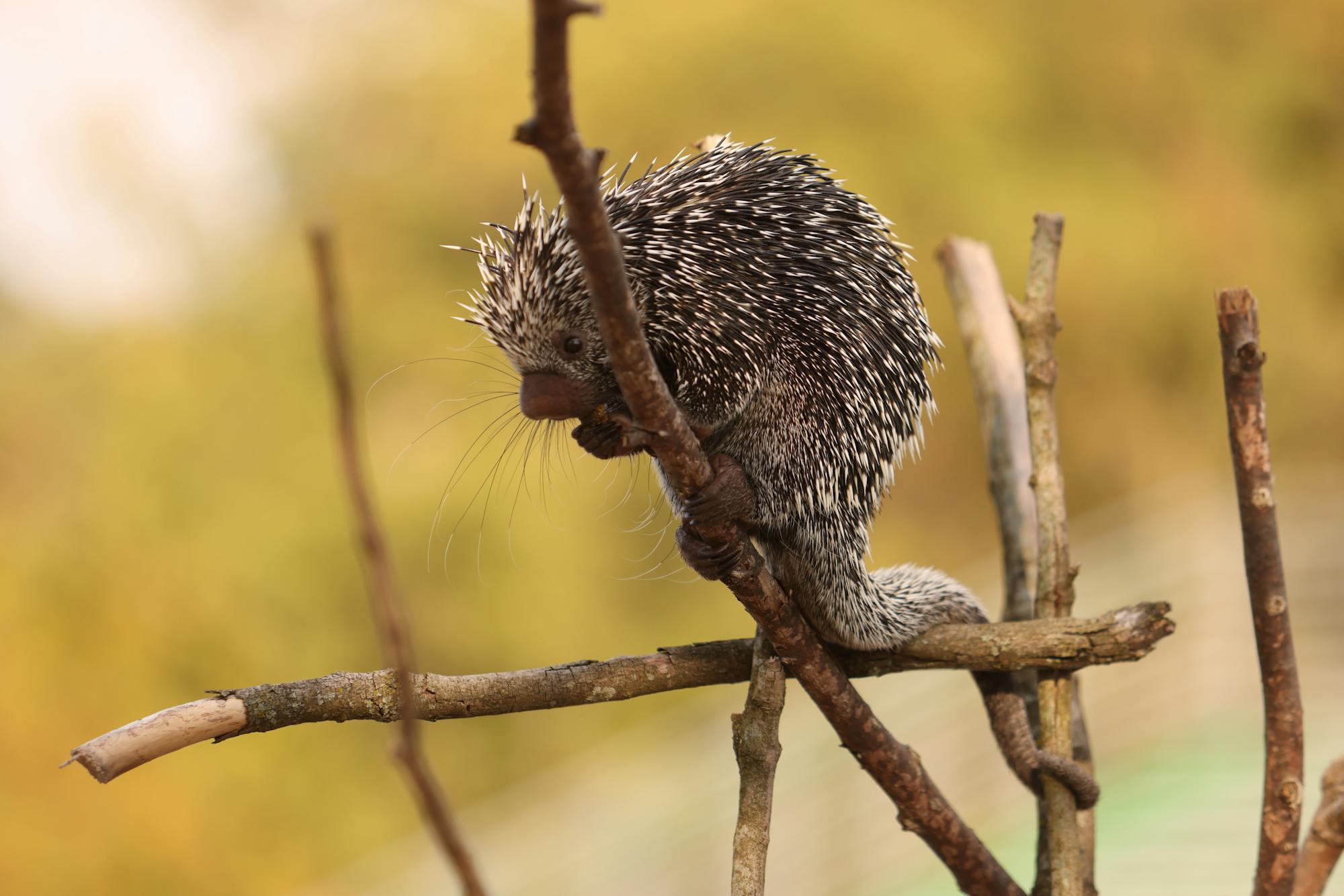 Placeholder Image Example