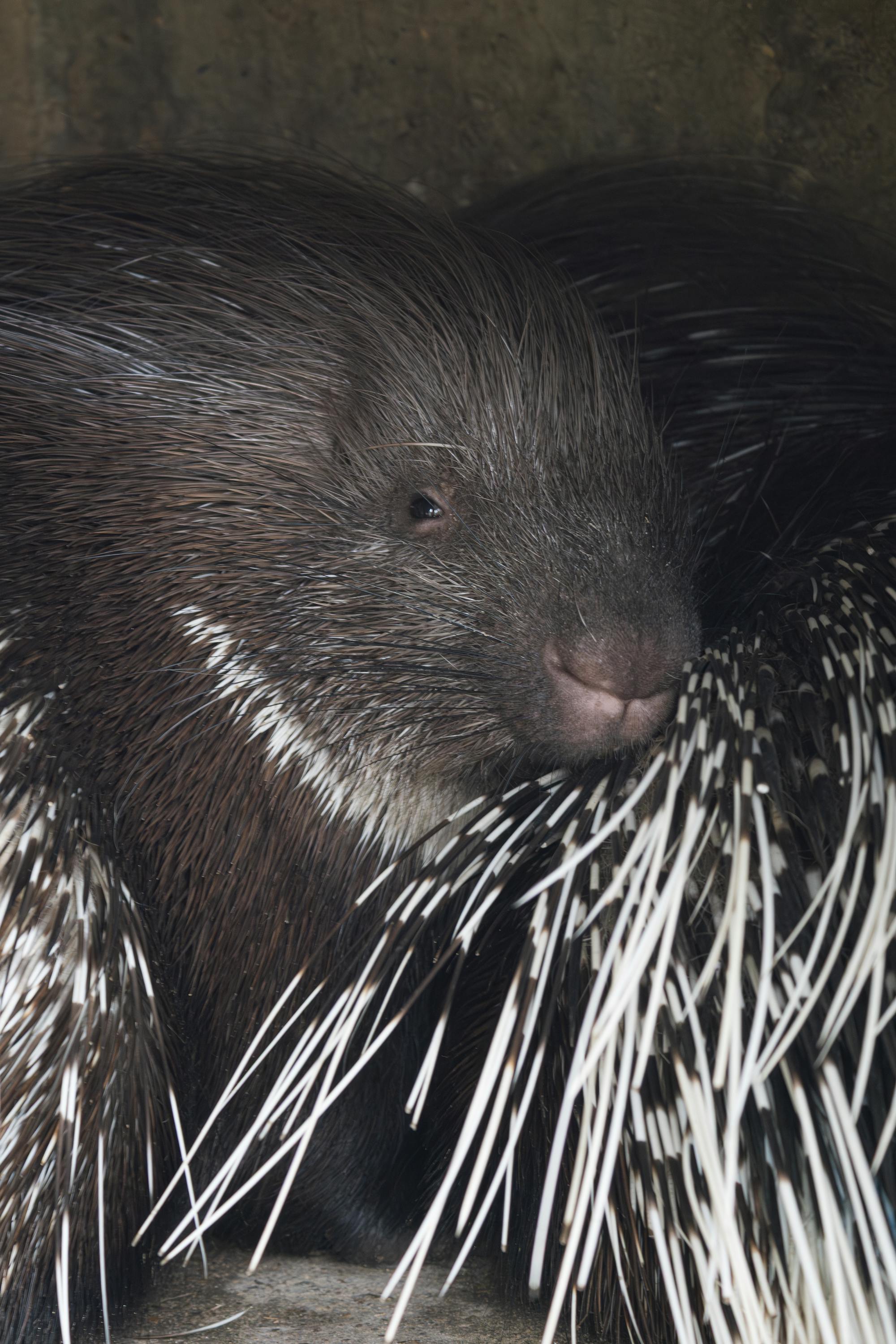 Placeholder Image Example