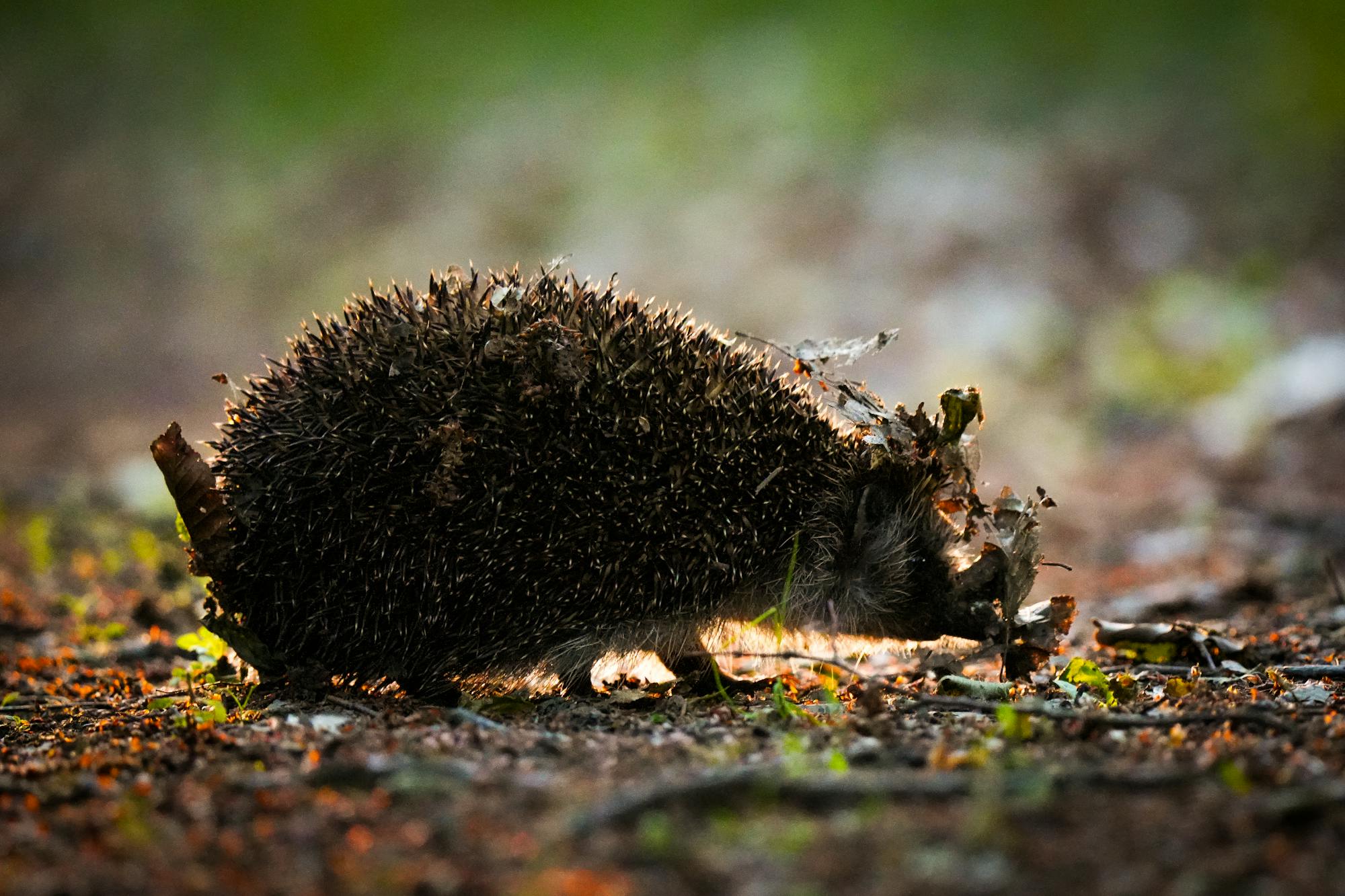 Placeholder Image Example