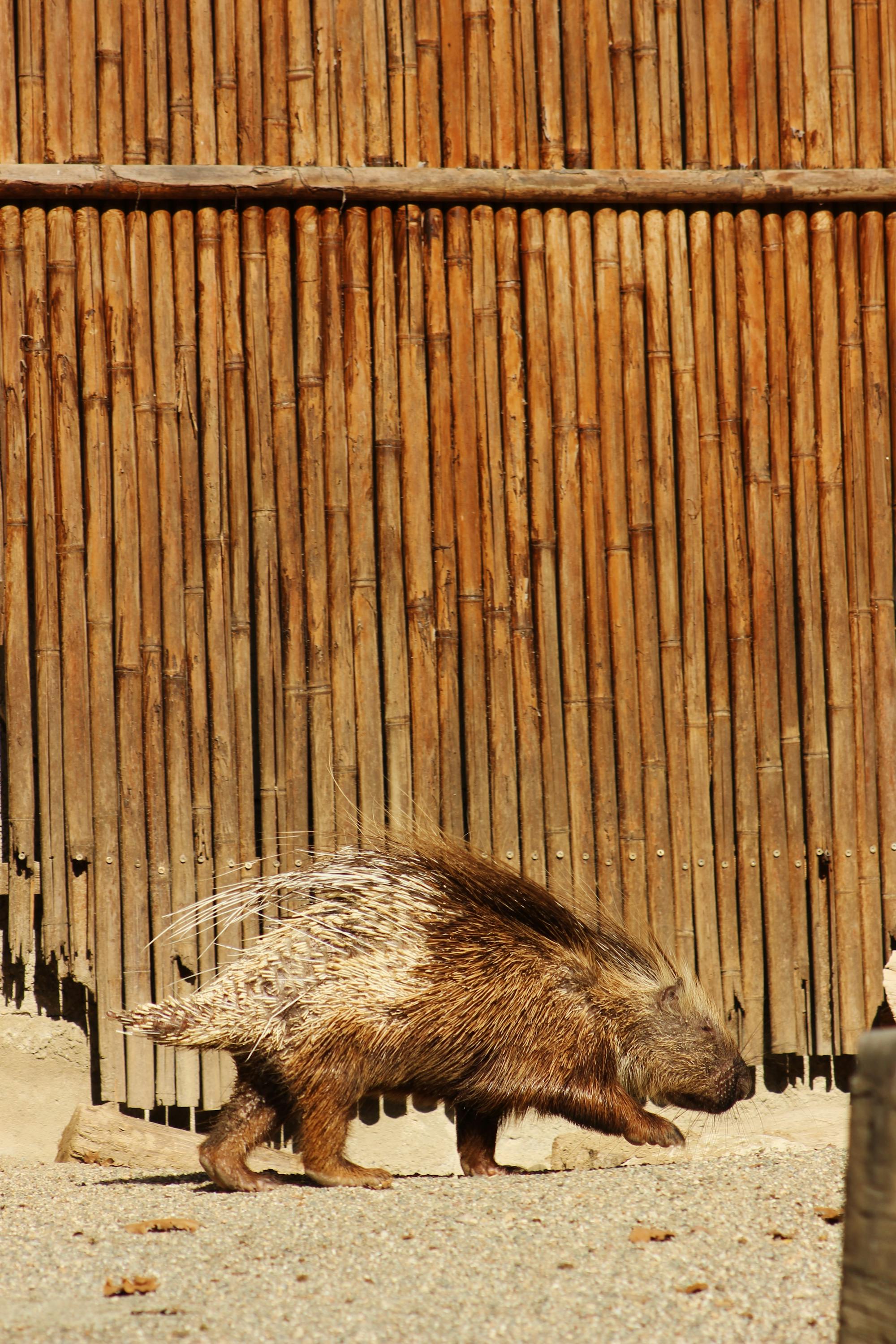 Placeholder Image Example