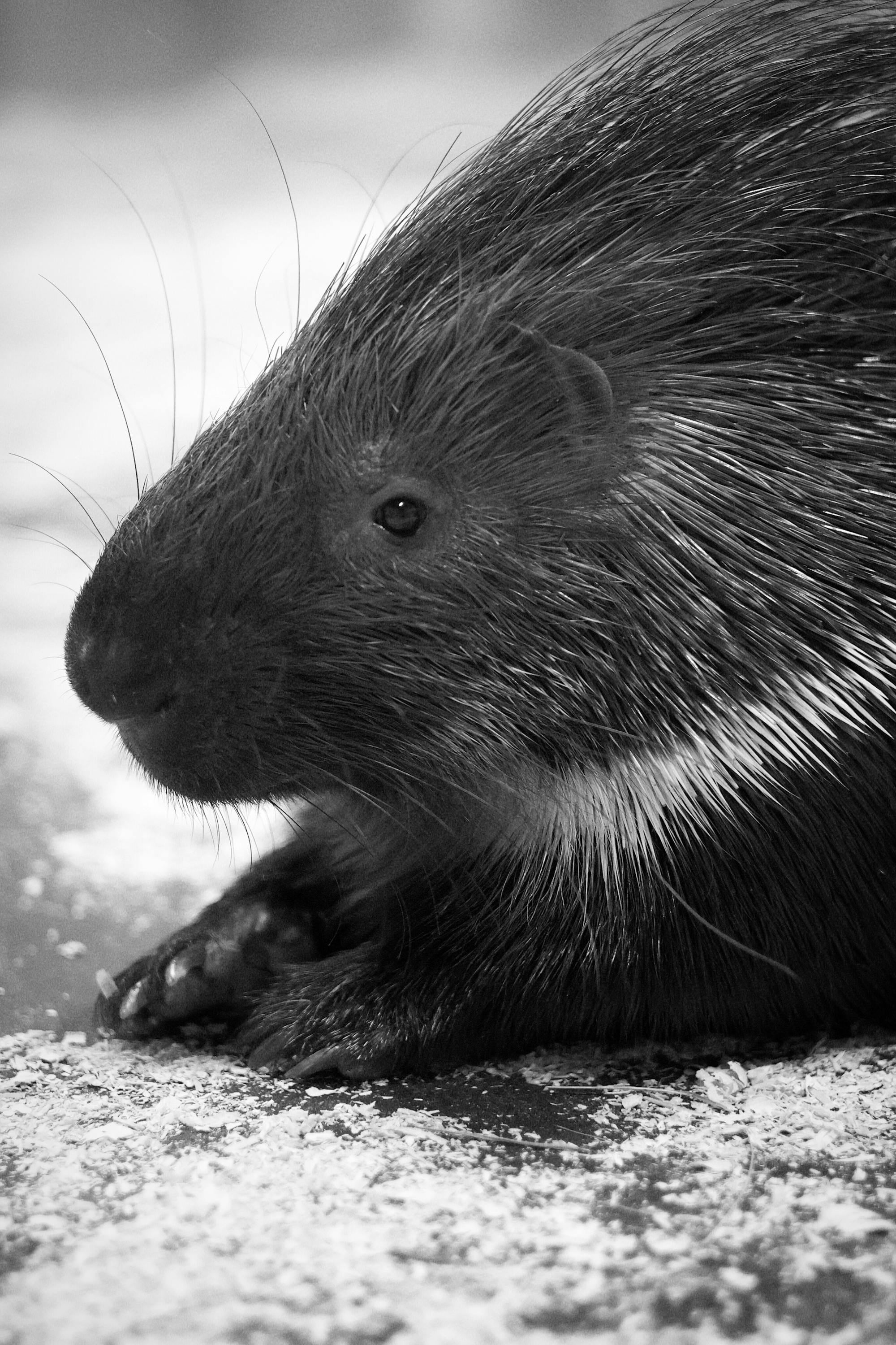 Placeholder Image Example