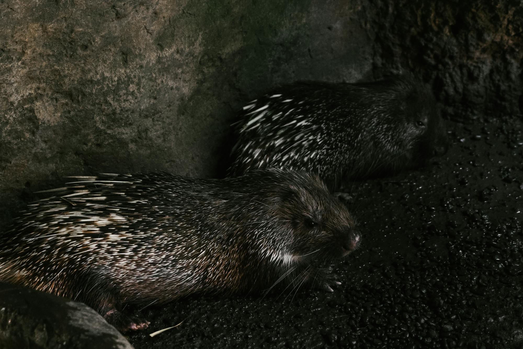 Placeholder Image Example