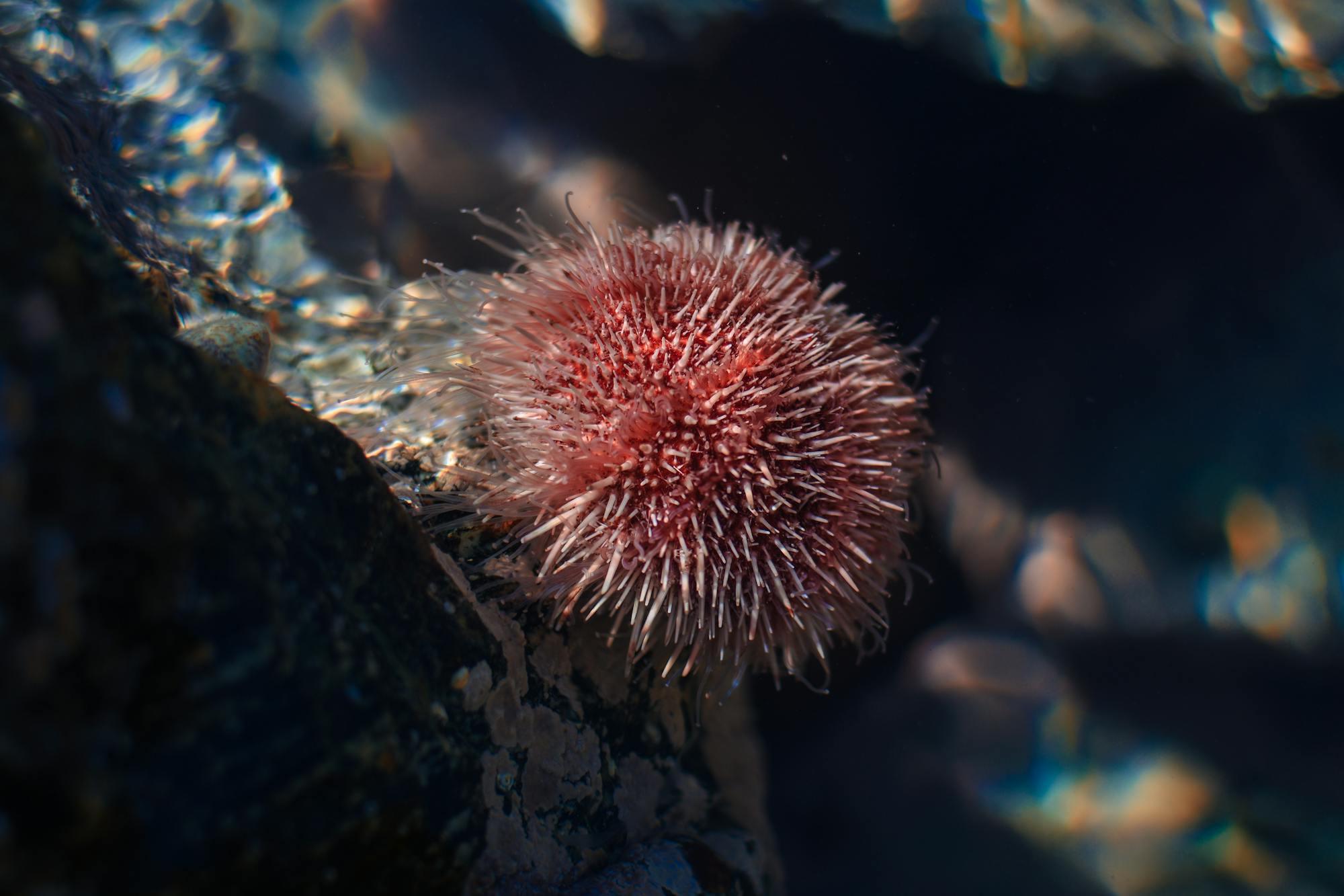 Placeholder Image Example