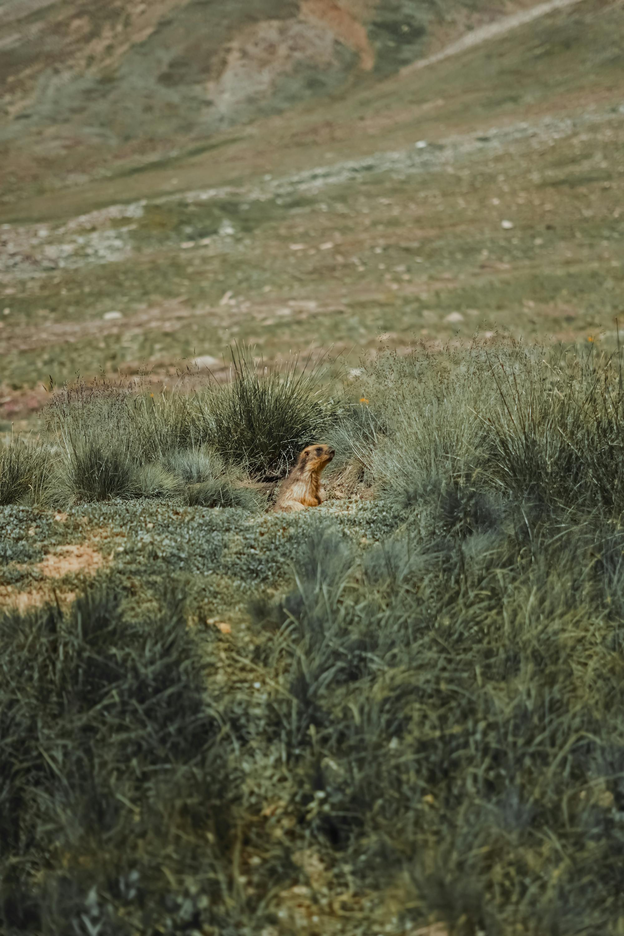 Placeholder Image Example