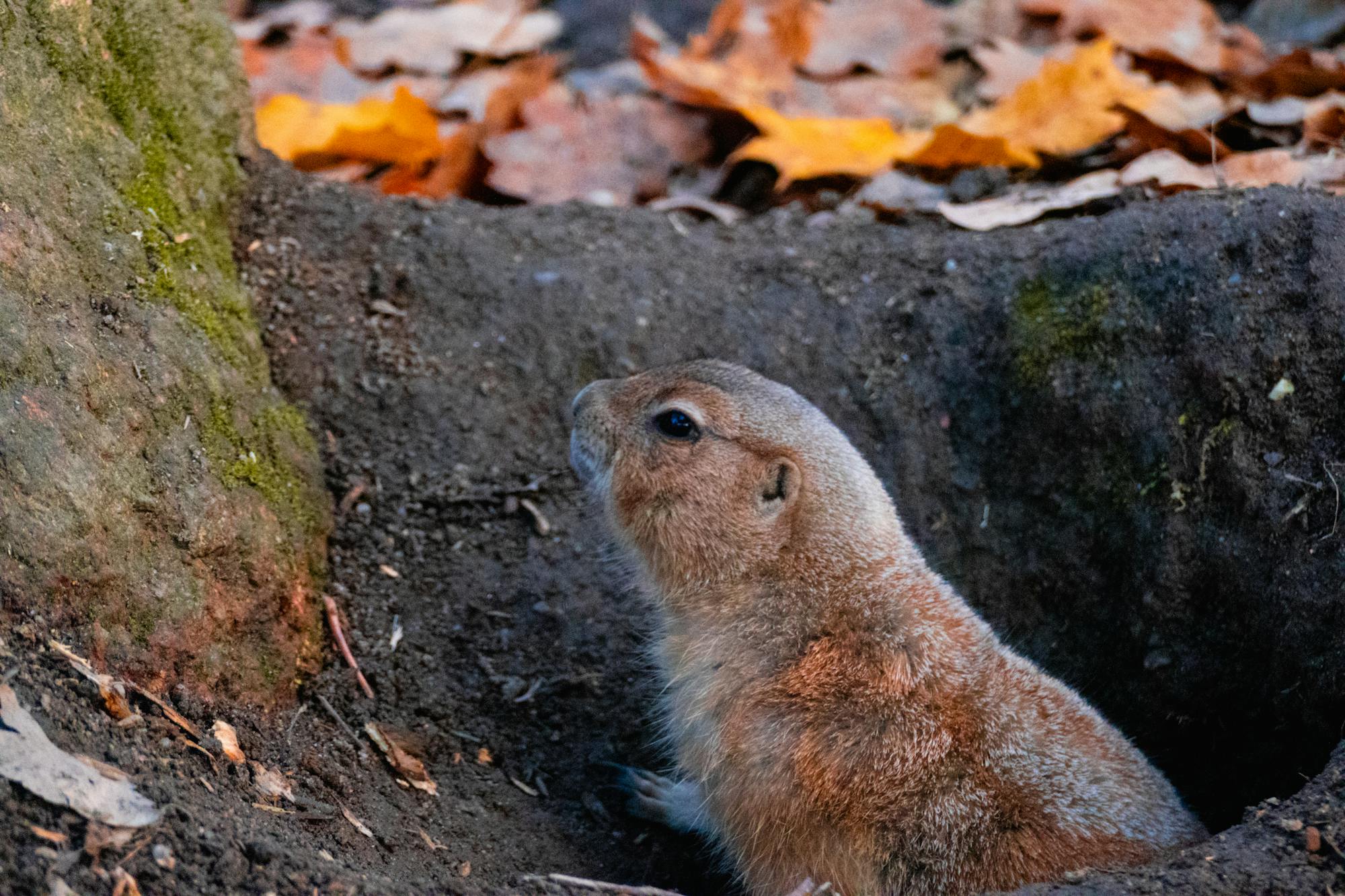 Placeholder Image Example