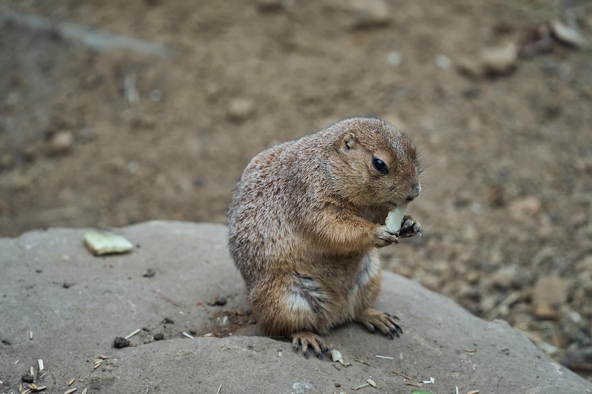 Placeholder Image Example