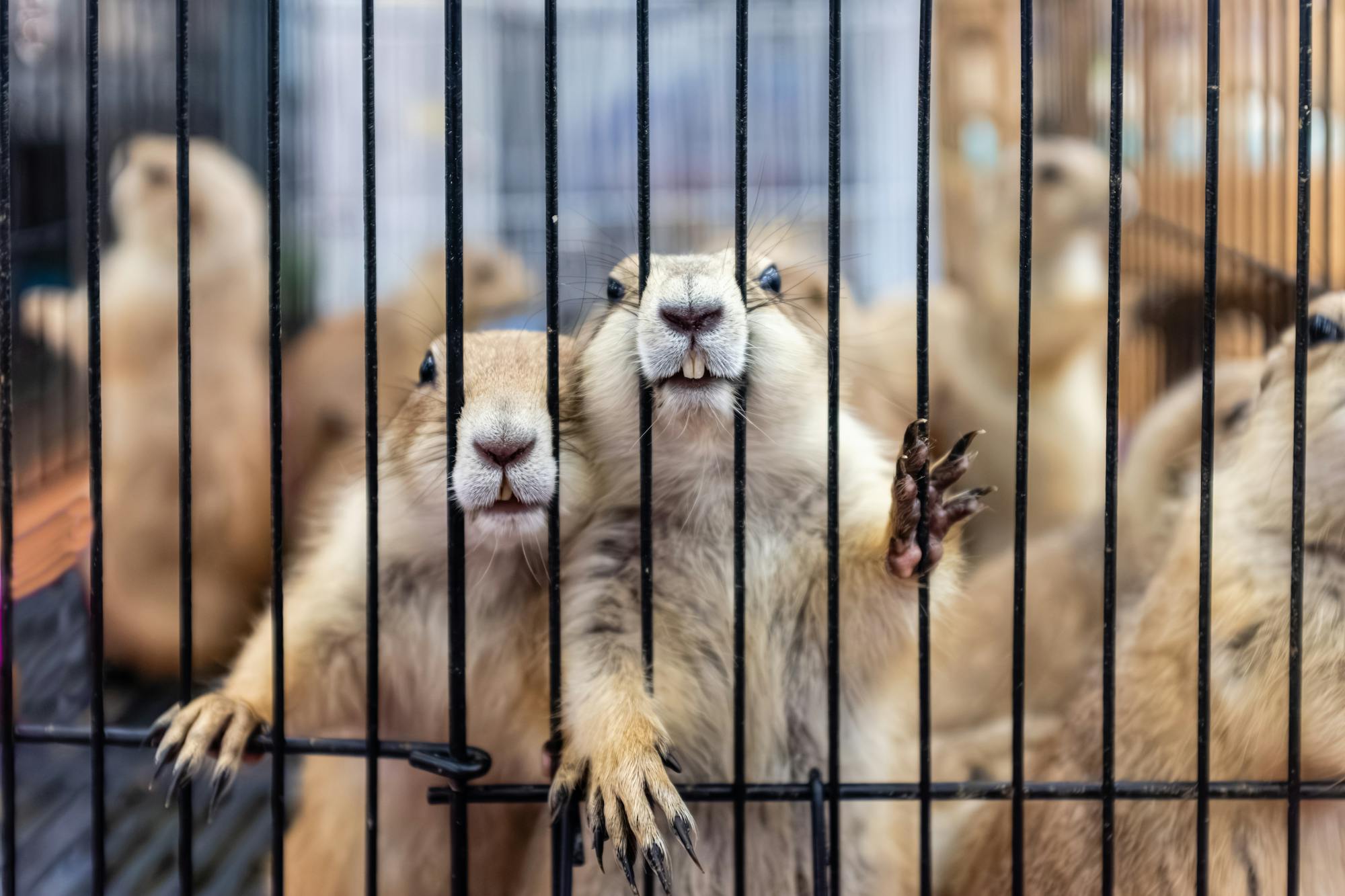 Placeholder Image Example