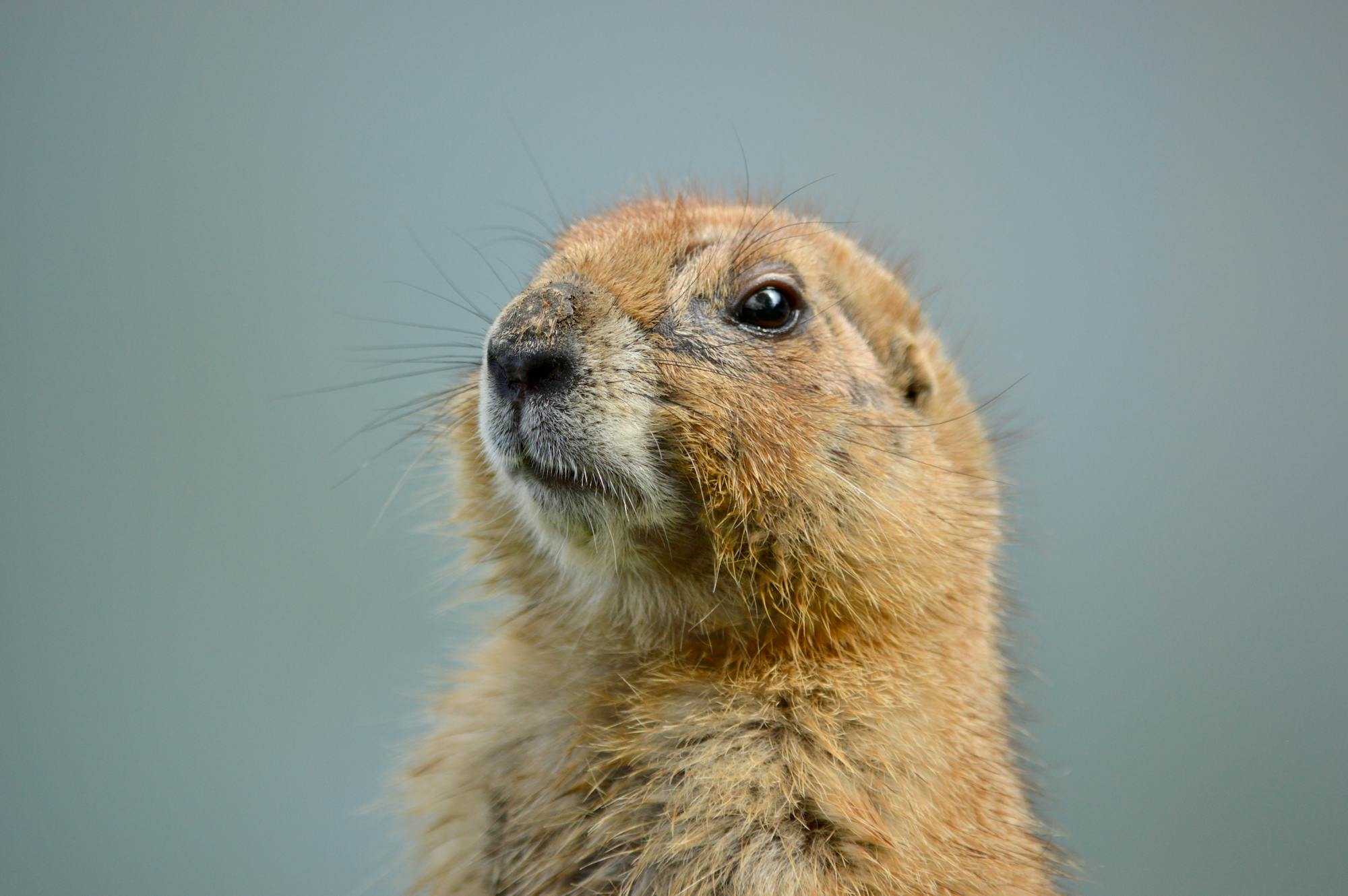 Placeholder Image Example