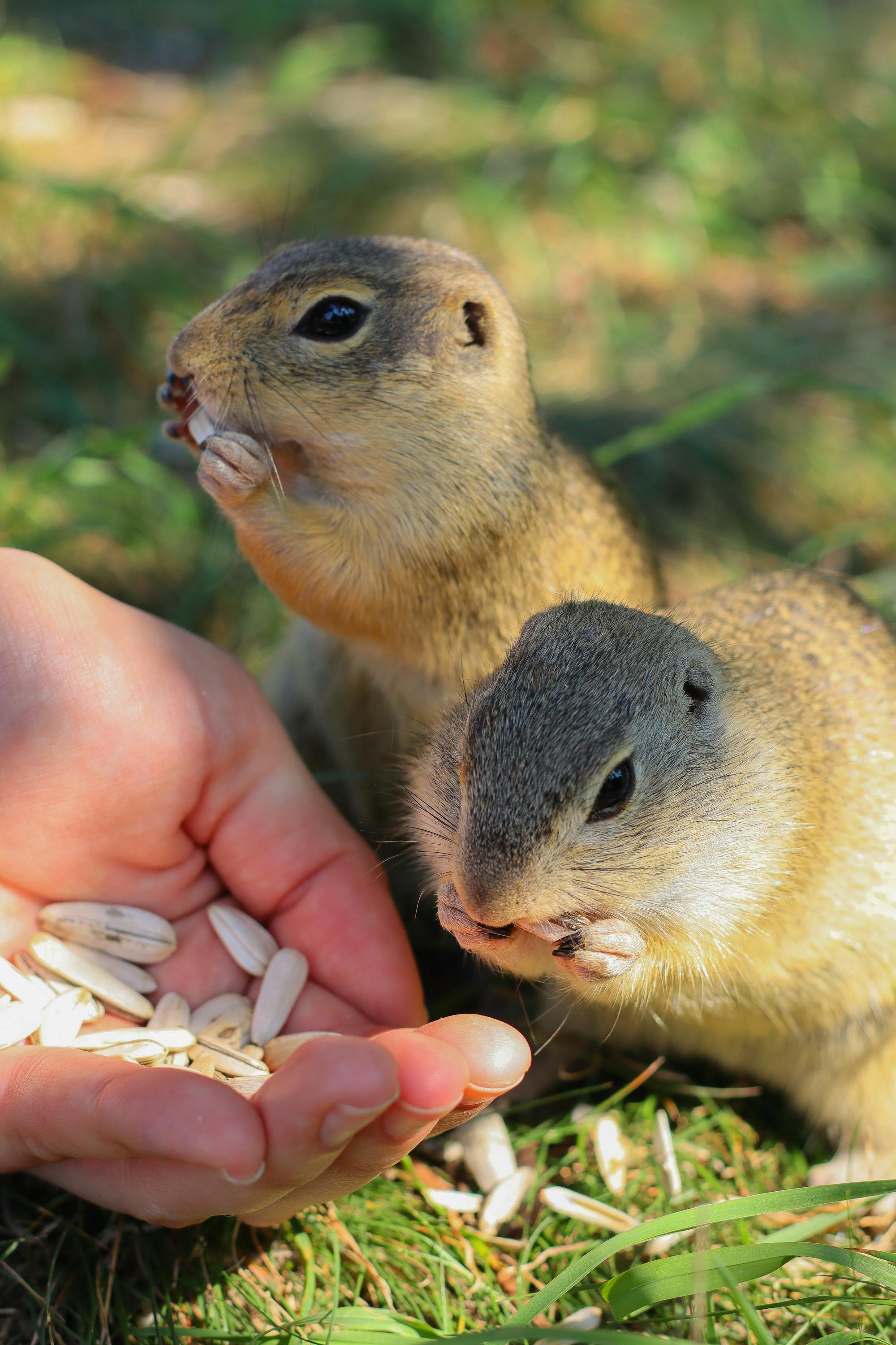 Placeholder Image Example