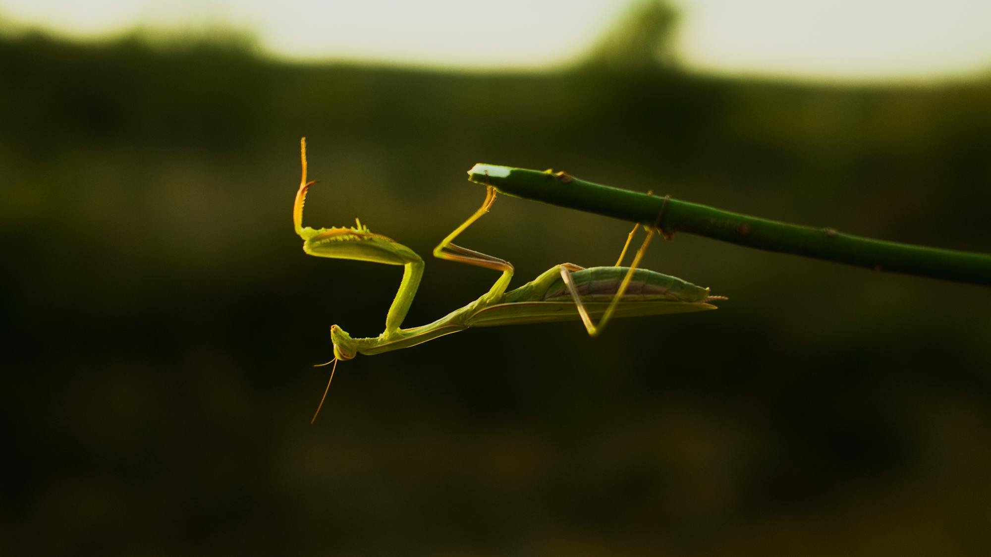 Placeholder Image Example