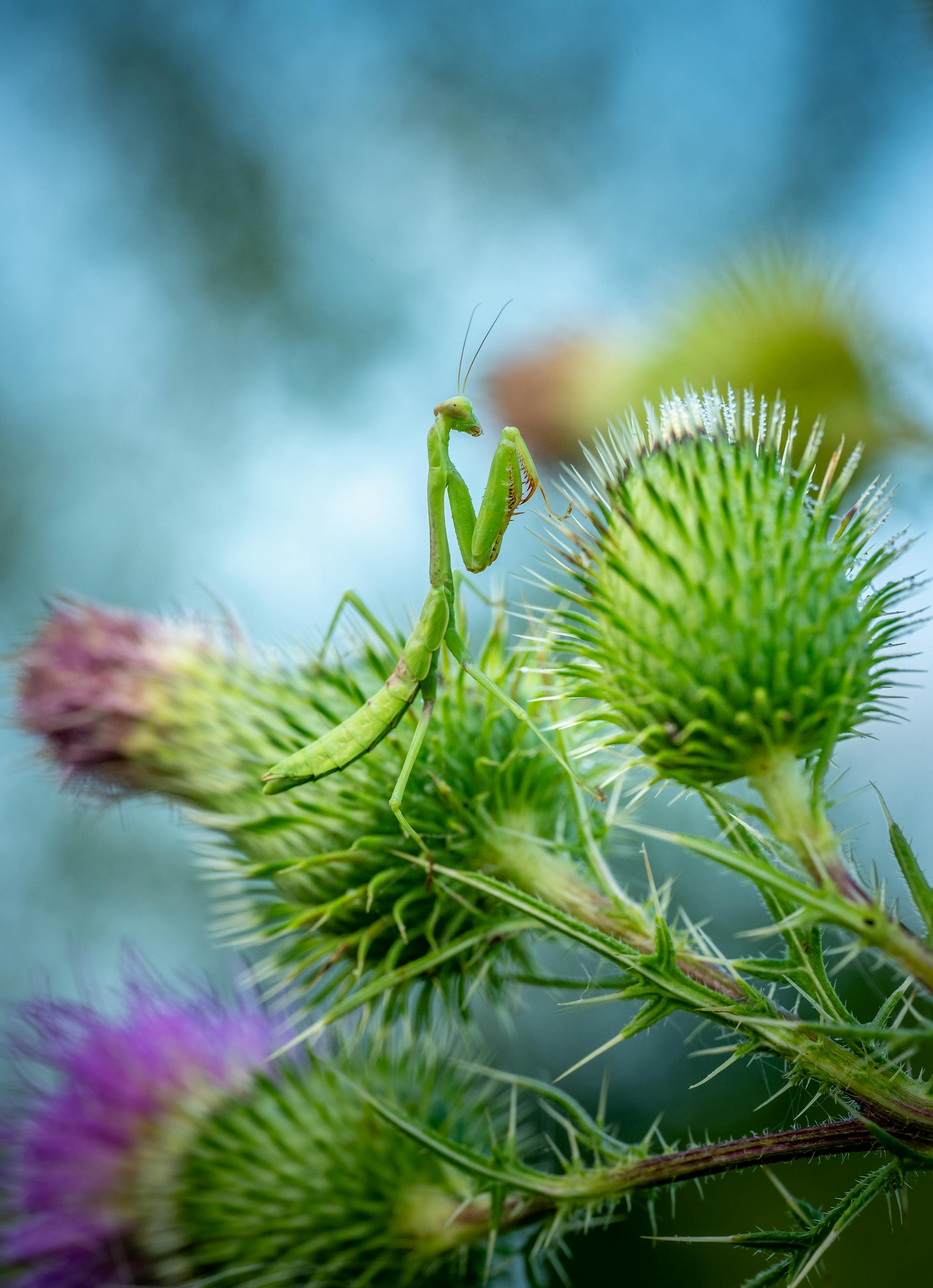 Placeholder Image Example