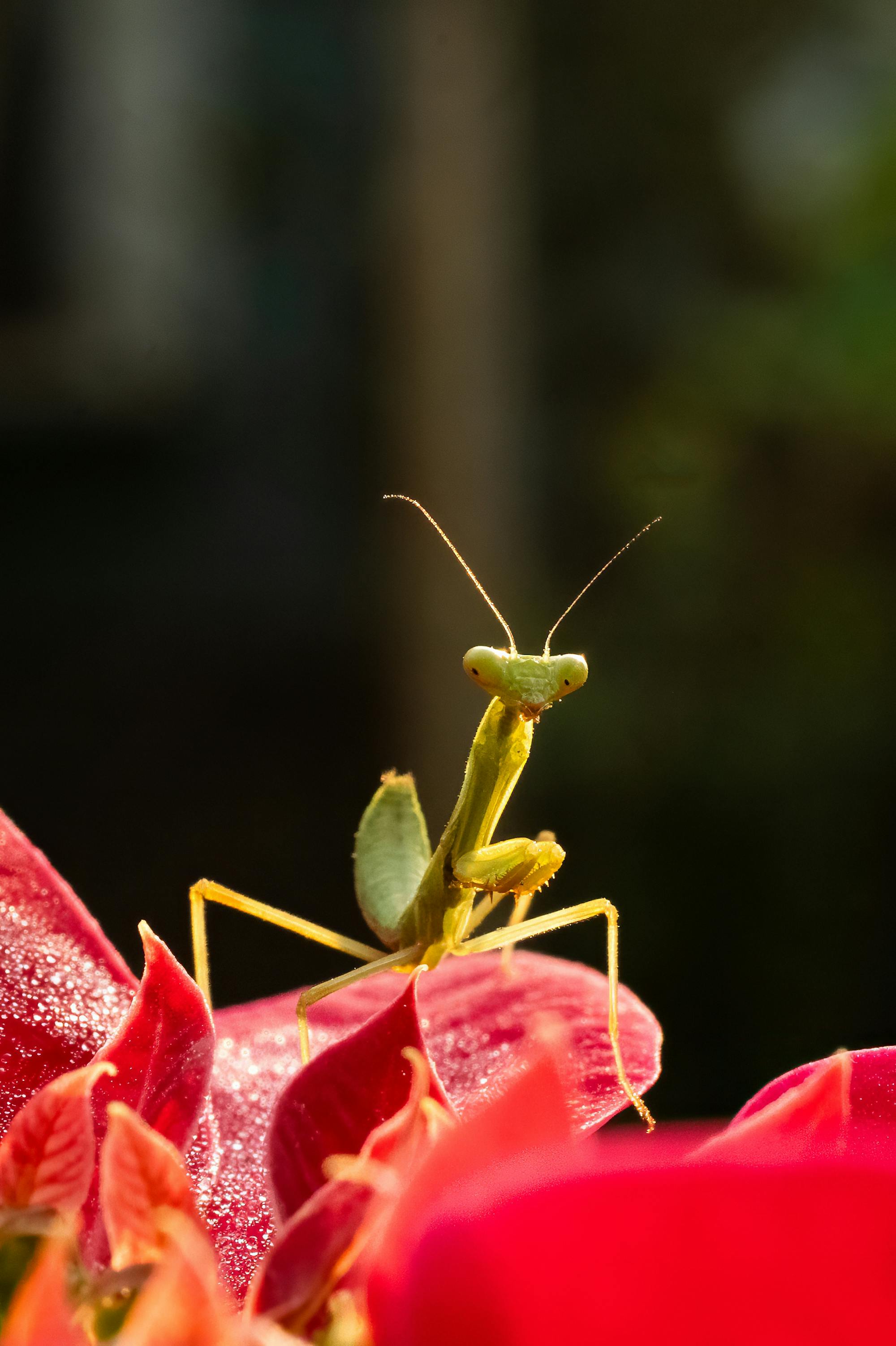 Placeholder Image Example