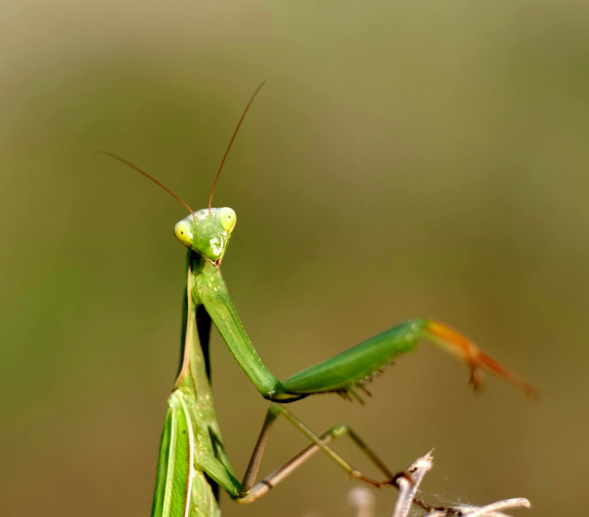 Placeholder Image Example