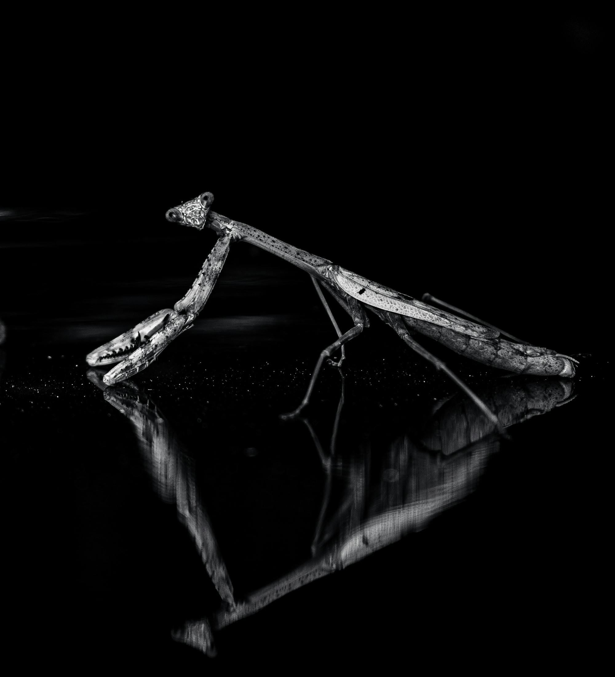 Placeholder Image Example