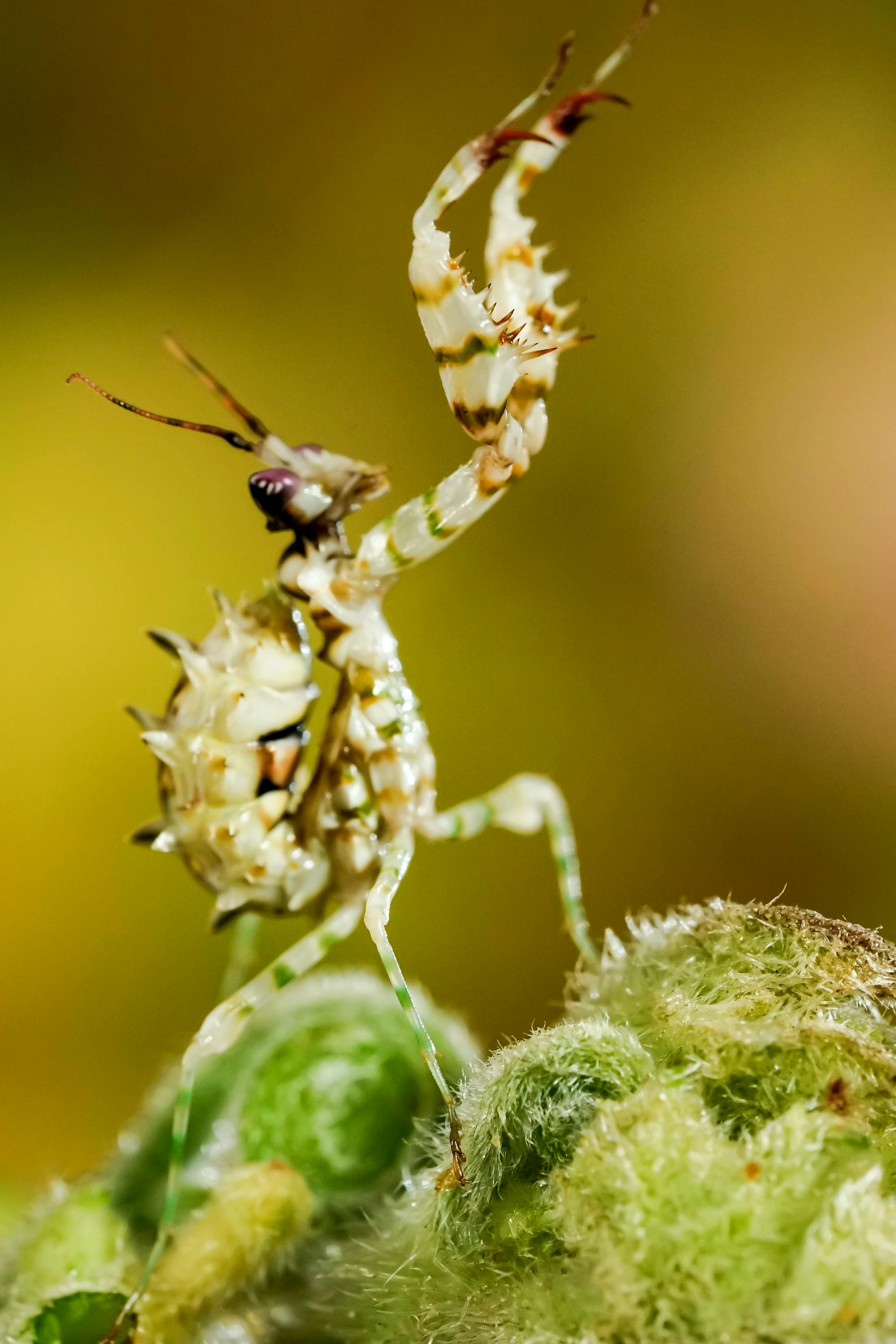 Placeholder Image Example