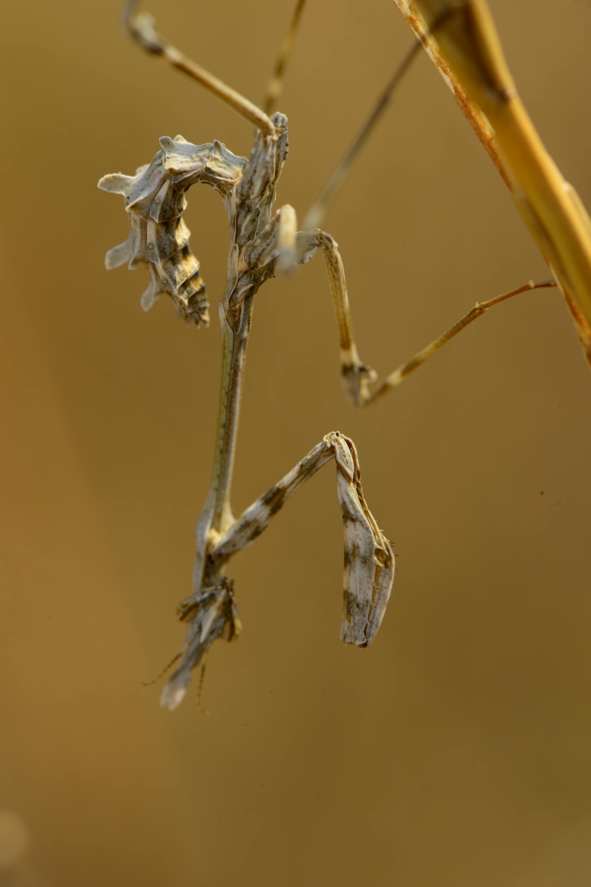 Placeholder Image Example