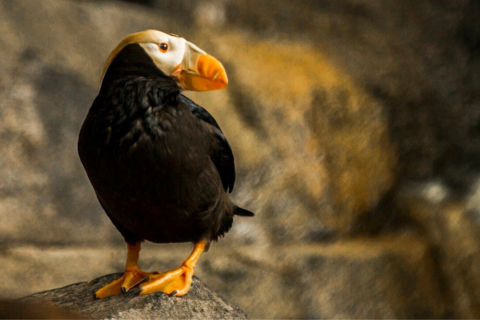 Placeholder Image Example