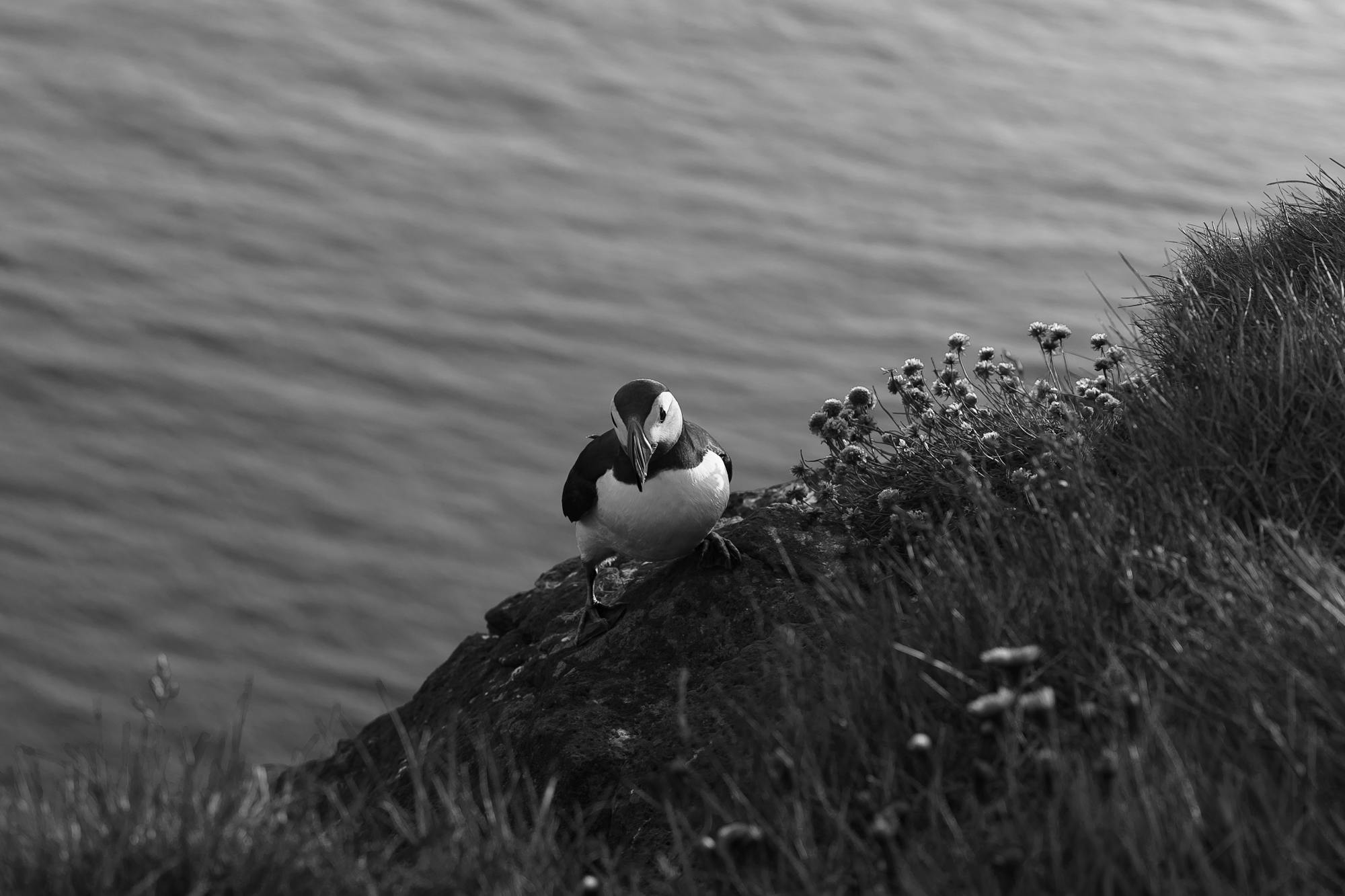 Placeholder Image Example