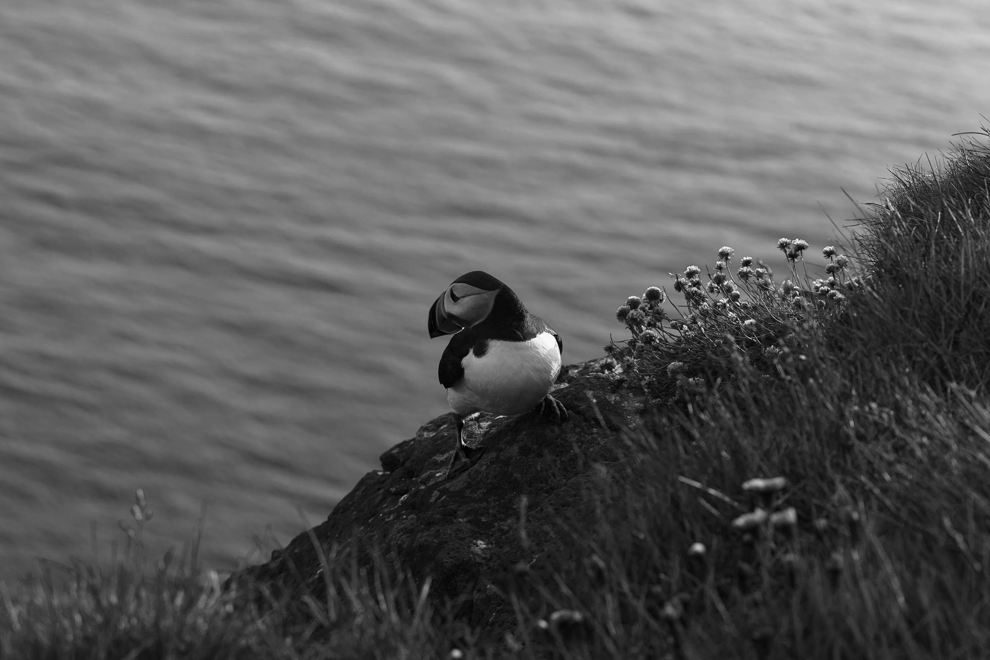 Placeholder Image Example