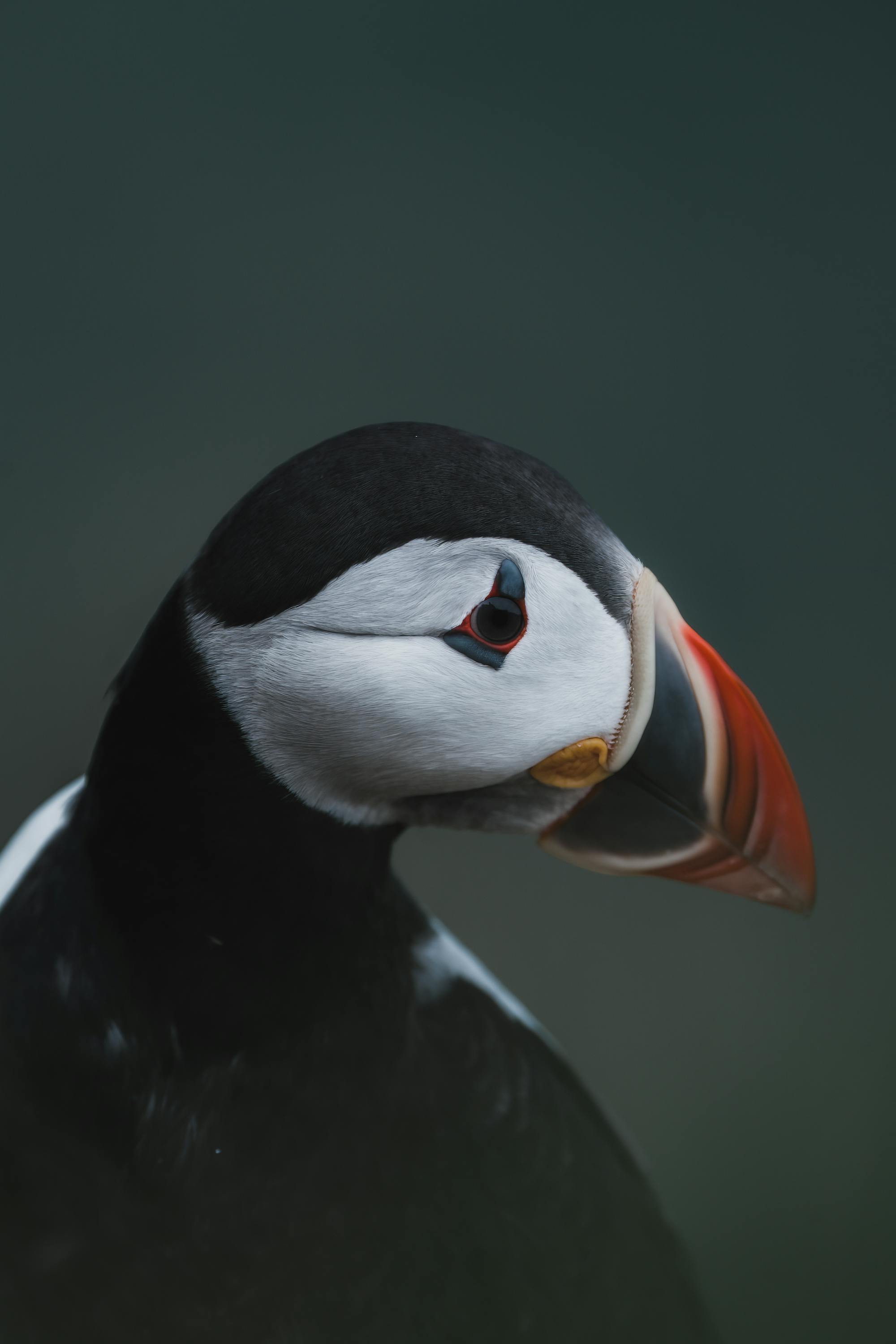 Placeholder Image Example