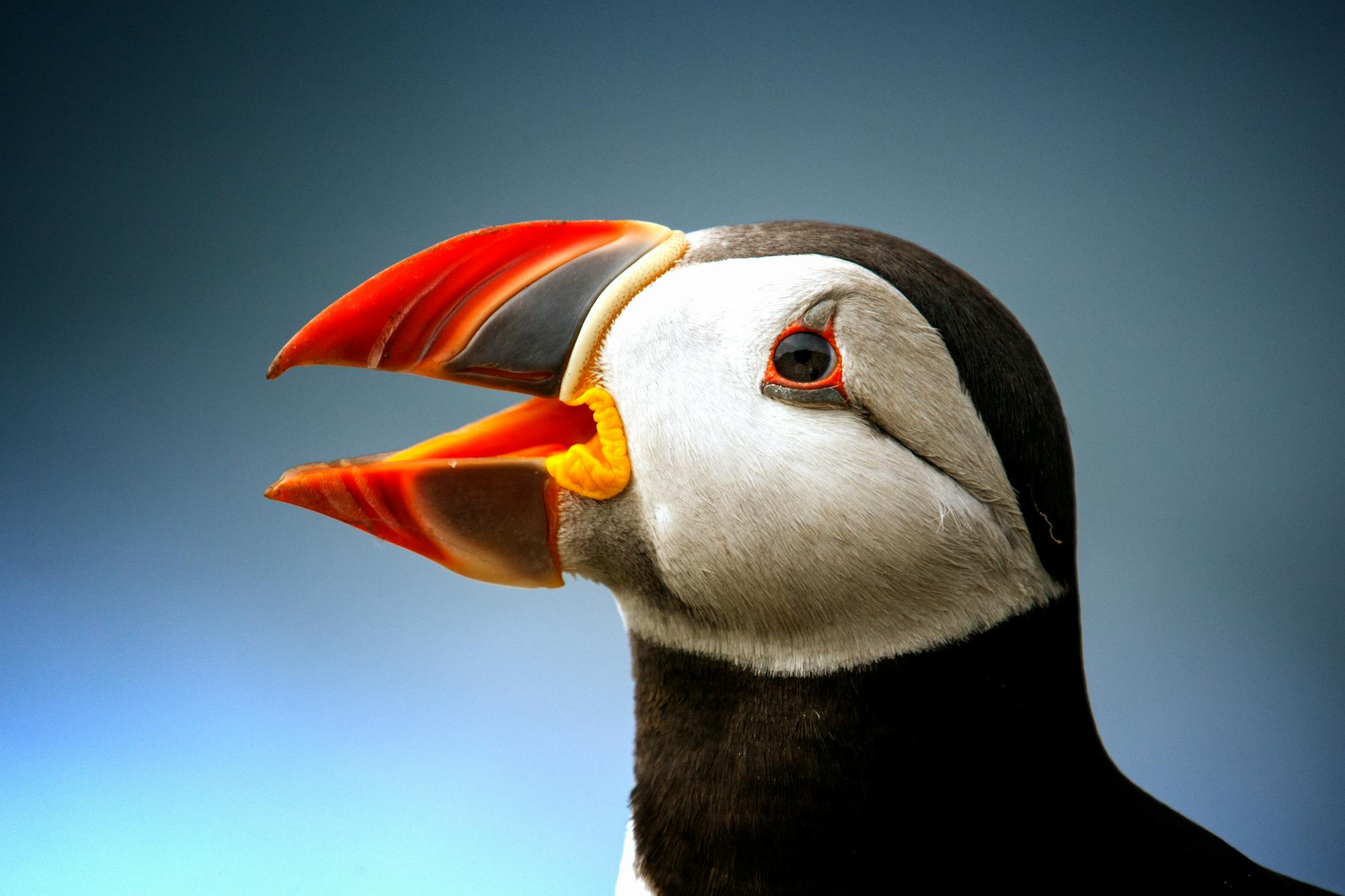 Placeholder Image Example