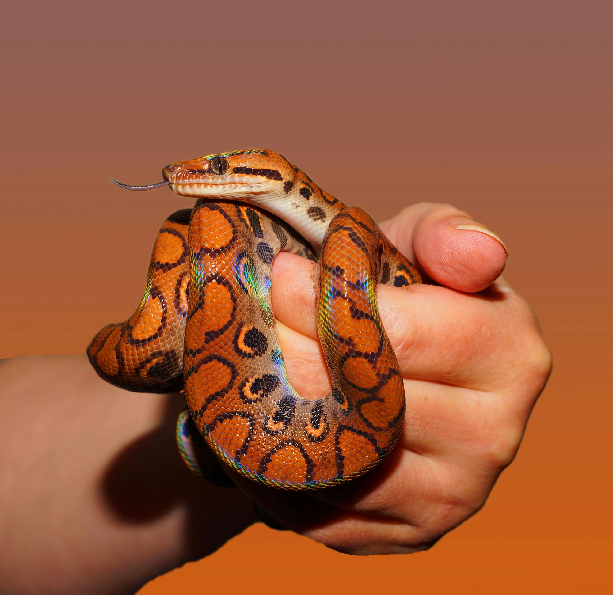 Placeholder Image Example